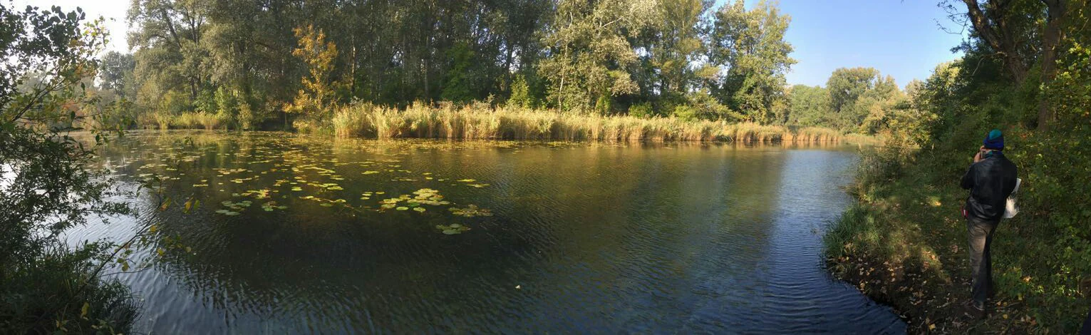 A panoramic view of a calm pond surrounded by dense deciduous forest and reeds, with water lily pads floating on the surface.