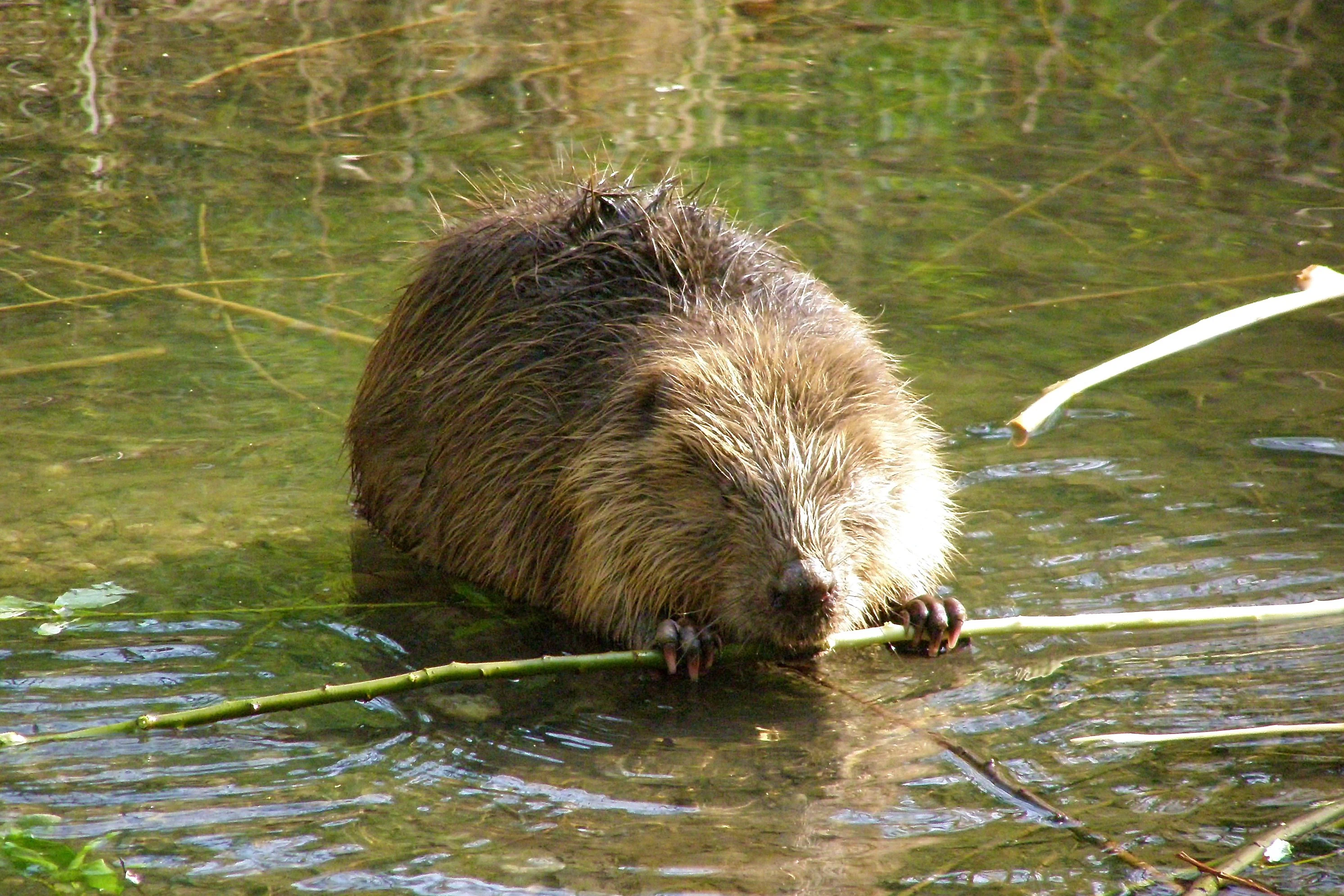 A brown Eurasian beaver sitting in shallow water holding a thin branch with its front paws.