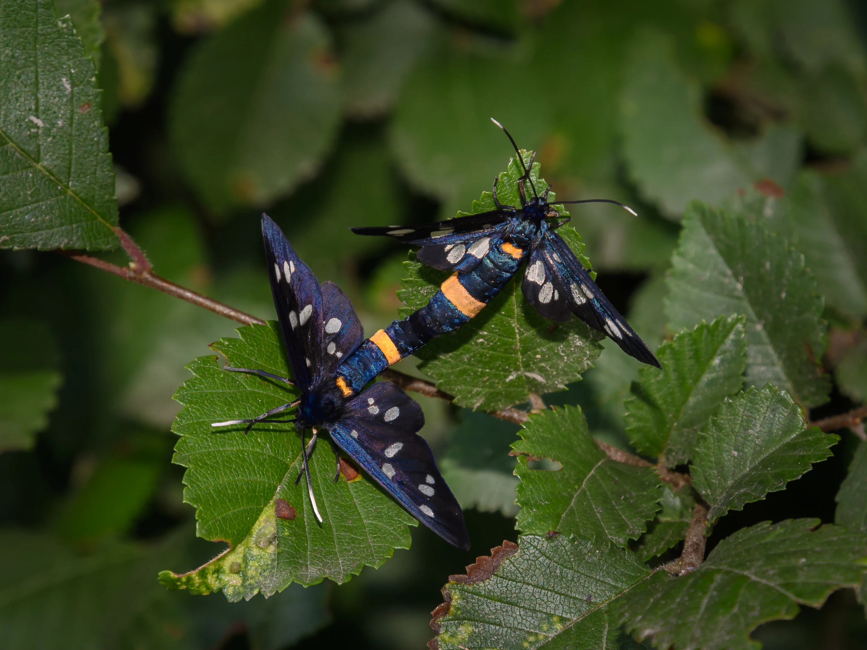 Two dark Amata phegea moths with orange abdominal bands mating on vibrant green serrated leaves.