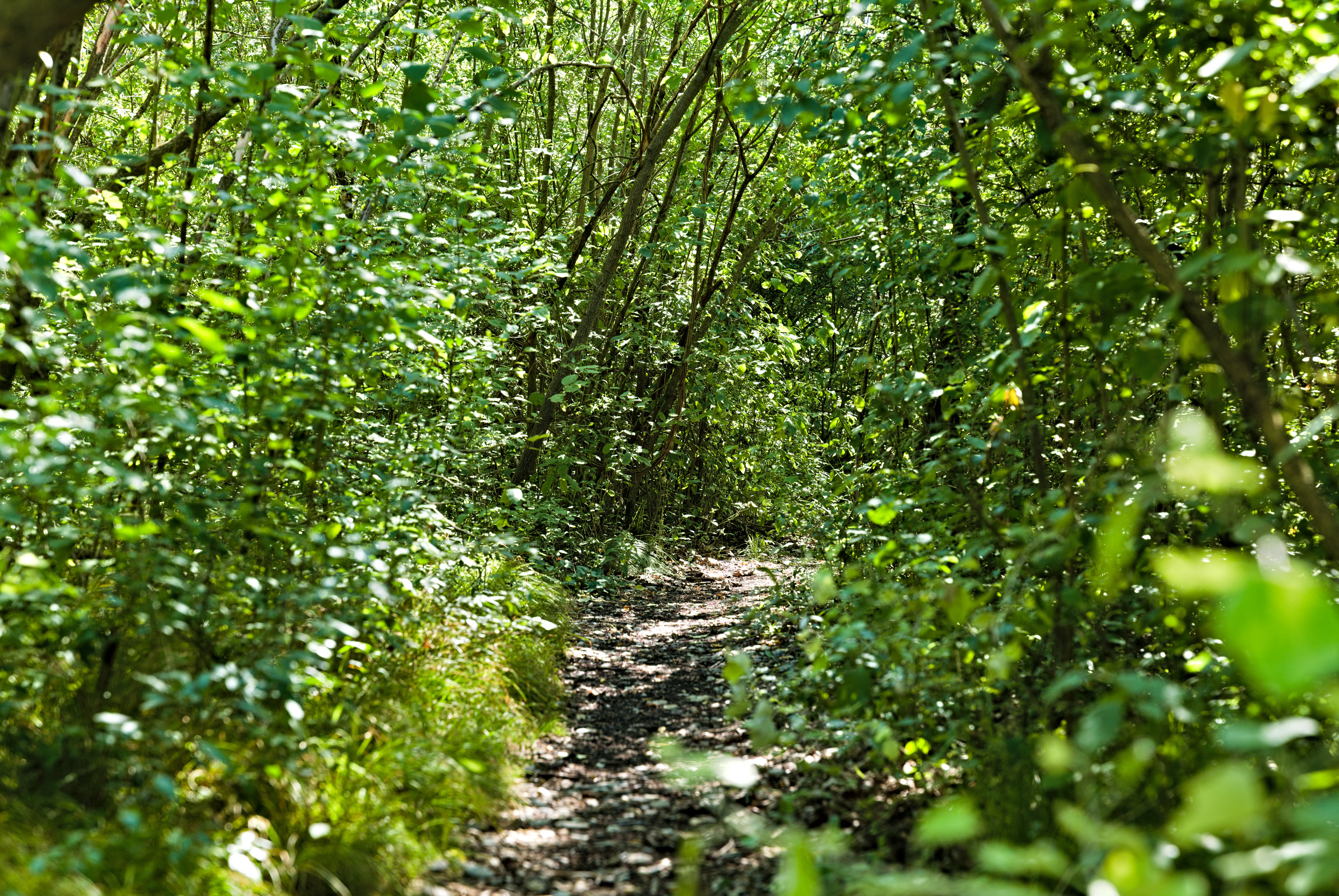 A narrow dirt trail leads into a dense, green deciduous forest with dappled sunlight filtering through the canopy.