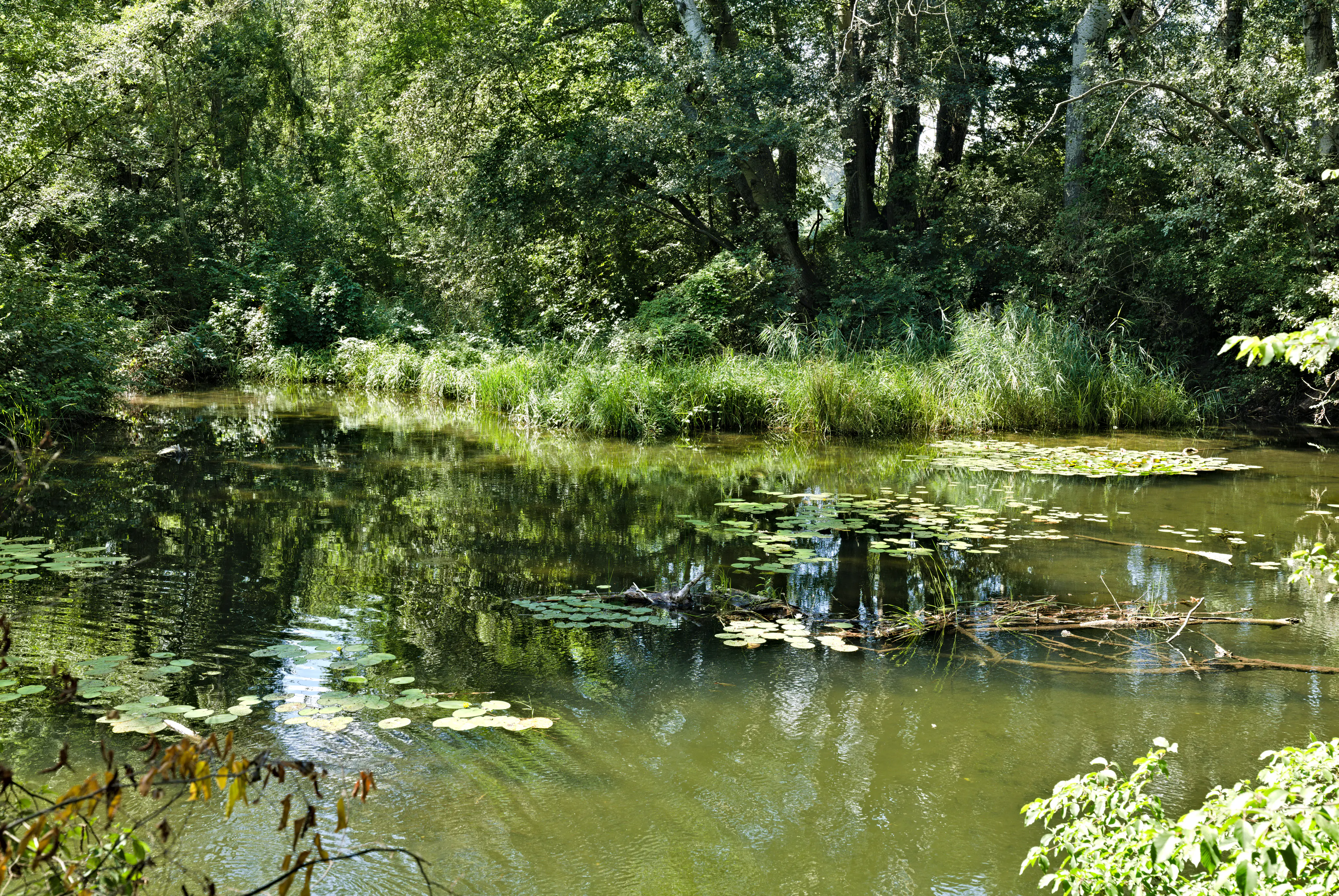 A view of a quiet, green wetland pond at the Lobau nature reserve, surrounded by dense trees and shrubs, with water lilies floating on the surface.