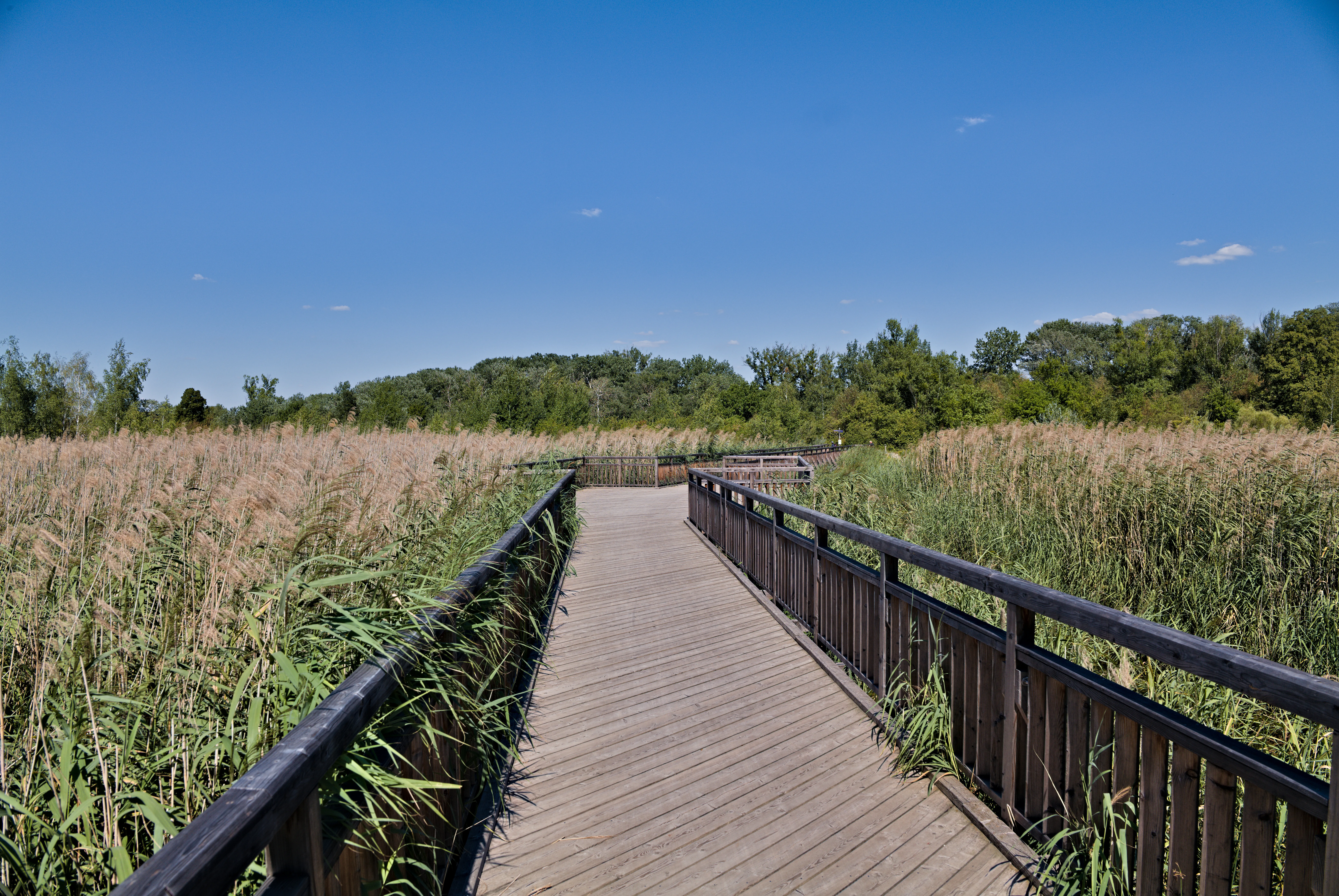 A wooden boardwalk bridge with railings crosses a dense area of tall reeds under a clear blue sky in the Lobau wetlands.