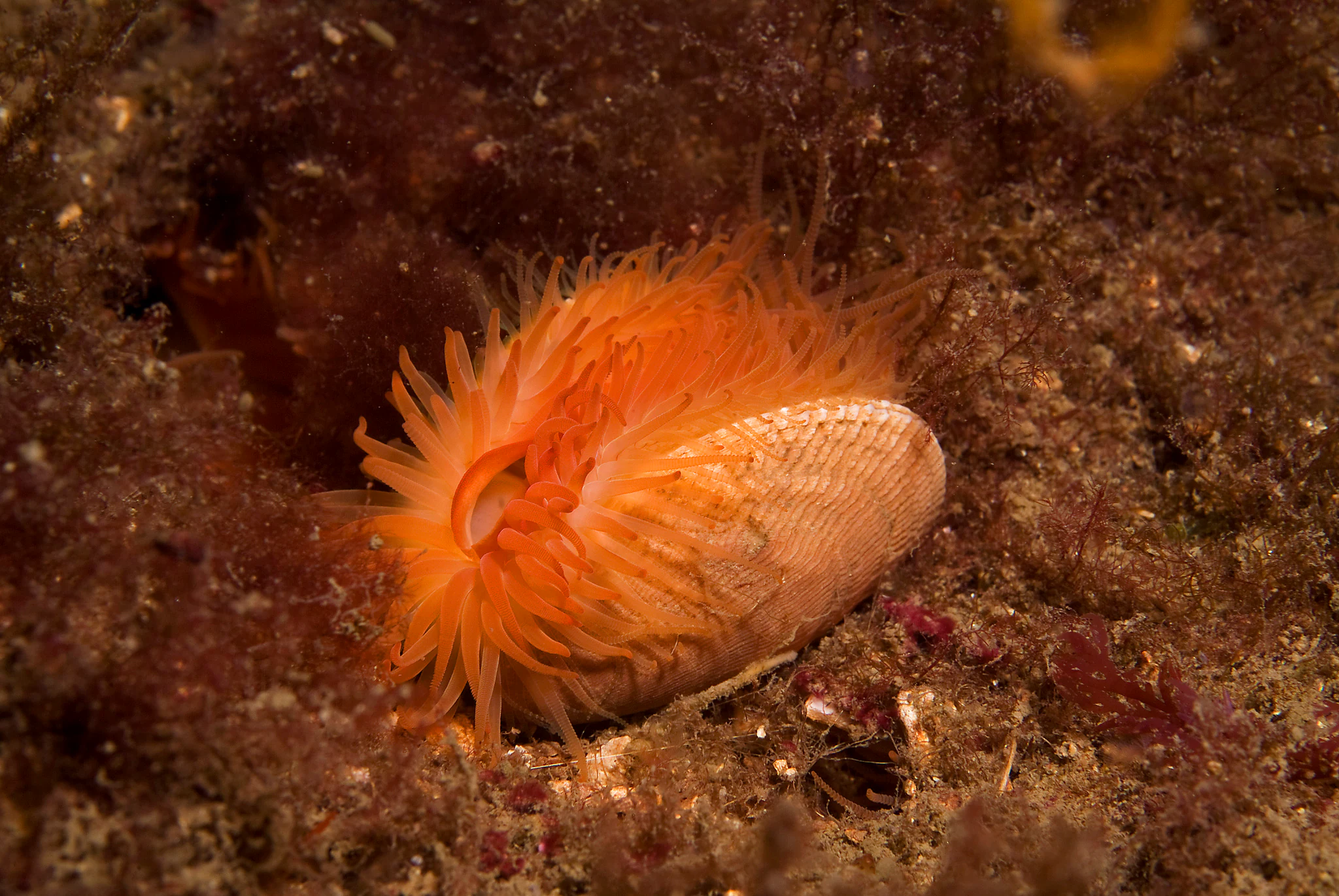 A close-up underwater view of a flame shell showing its vibrant orange tentacles extending from its shell on a sandy, sediment-rich seabed.