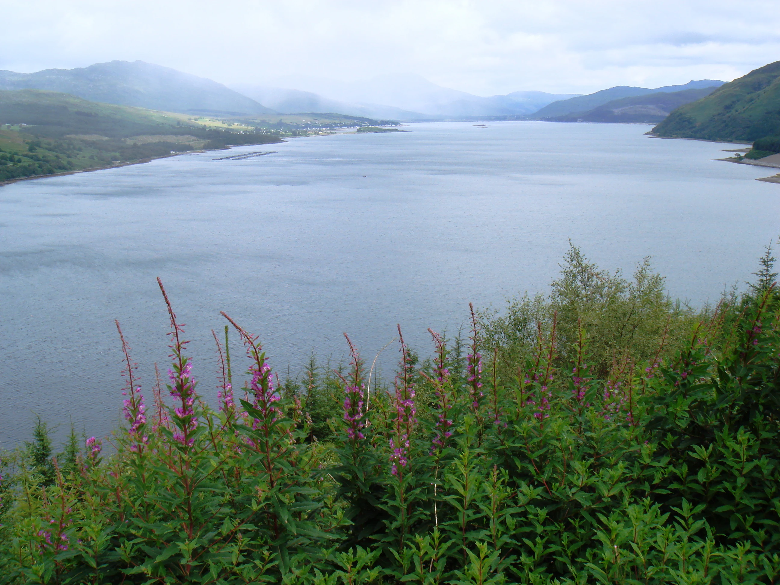 A wide, elevated view of a large body of water, Loch Carron, surrounded by rolling hills under a cloudy sky, with pink fireweed blossoms in the foreground.