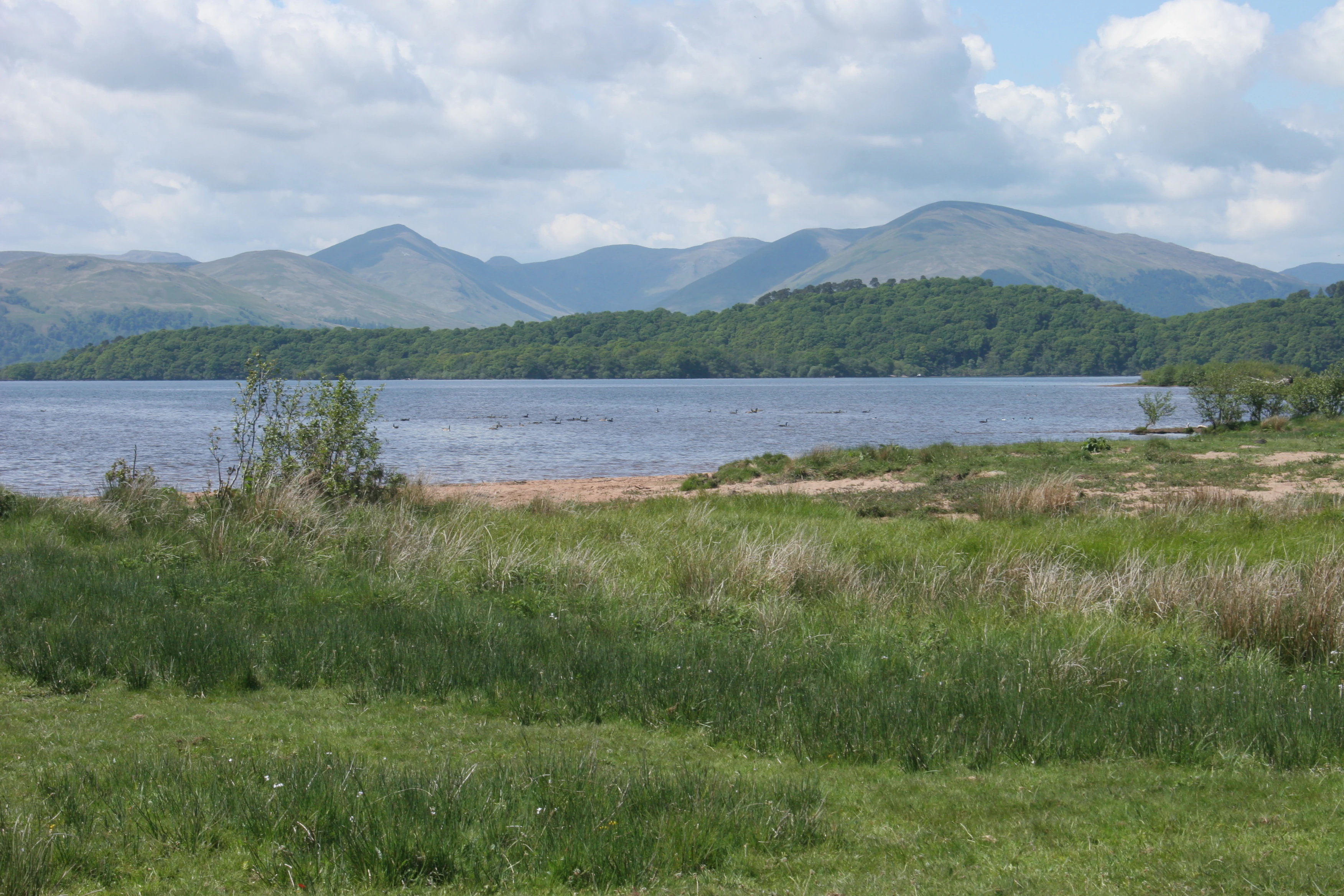 A wide shot showing a large lake, Loch Lomond, with green meadows in the foreground and rounded mountain peaks under a cloudy sky.