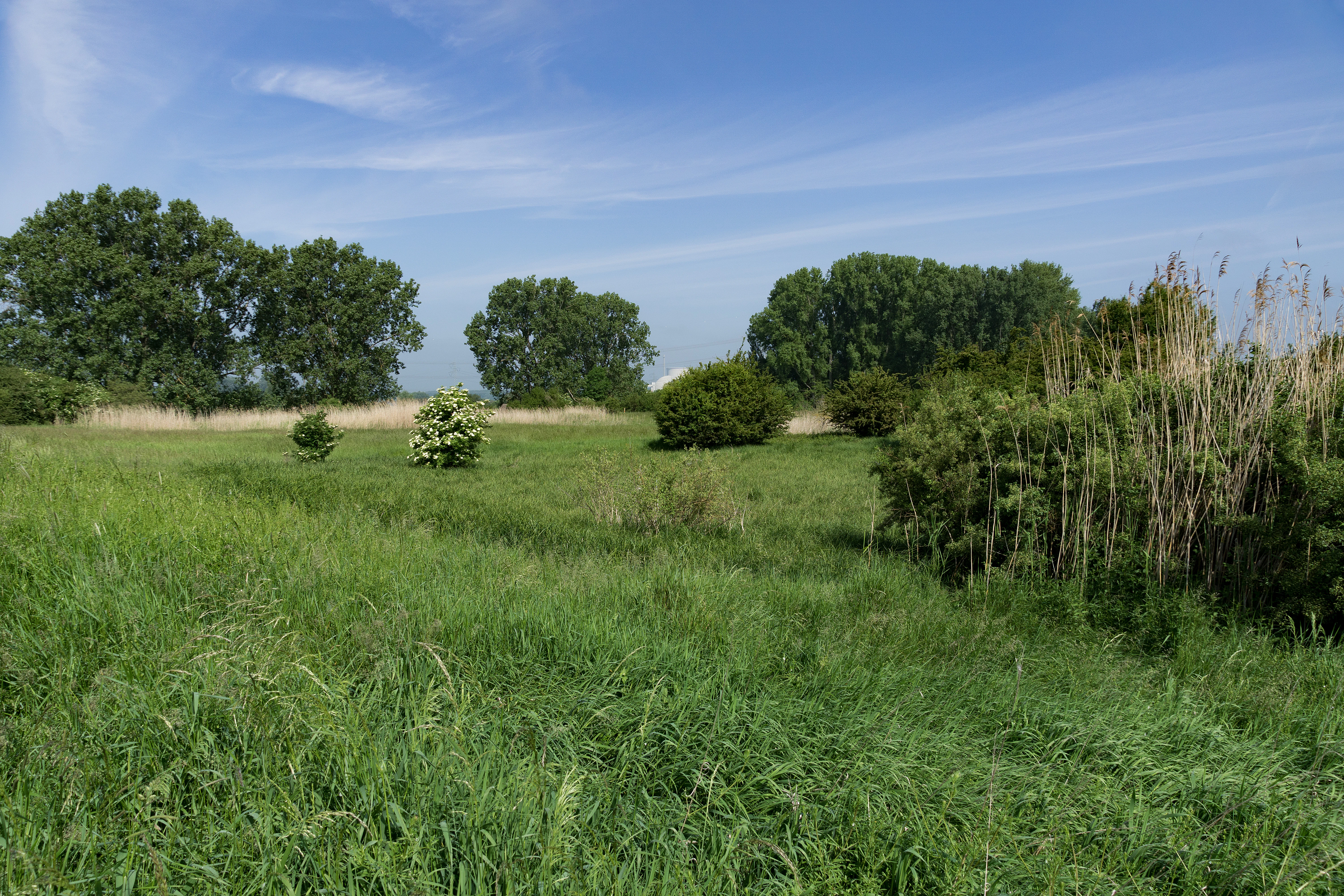 A wide, eye-level shot of a green, grassy floodplain meadow with scattered trees and dense patches of reeds under a blue, slightly hazy sky.