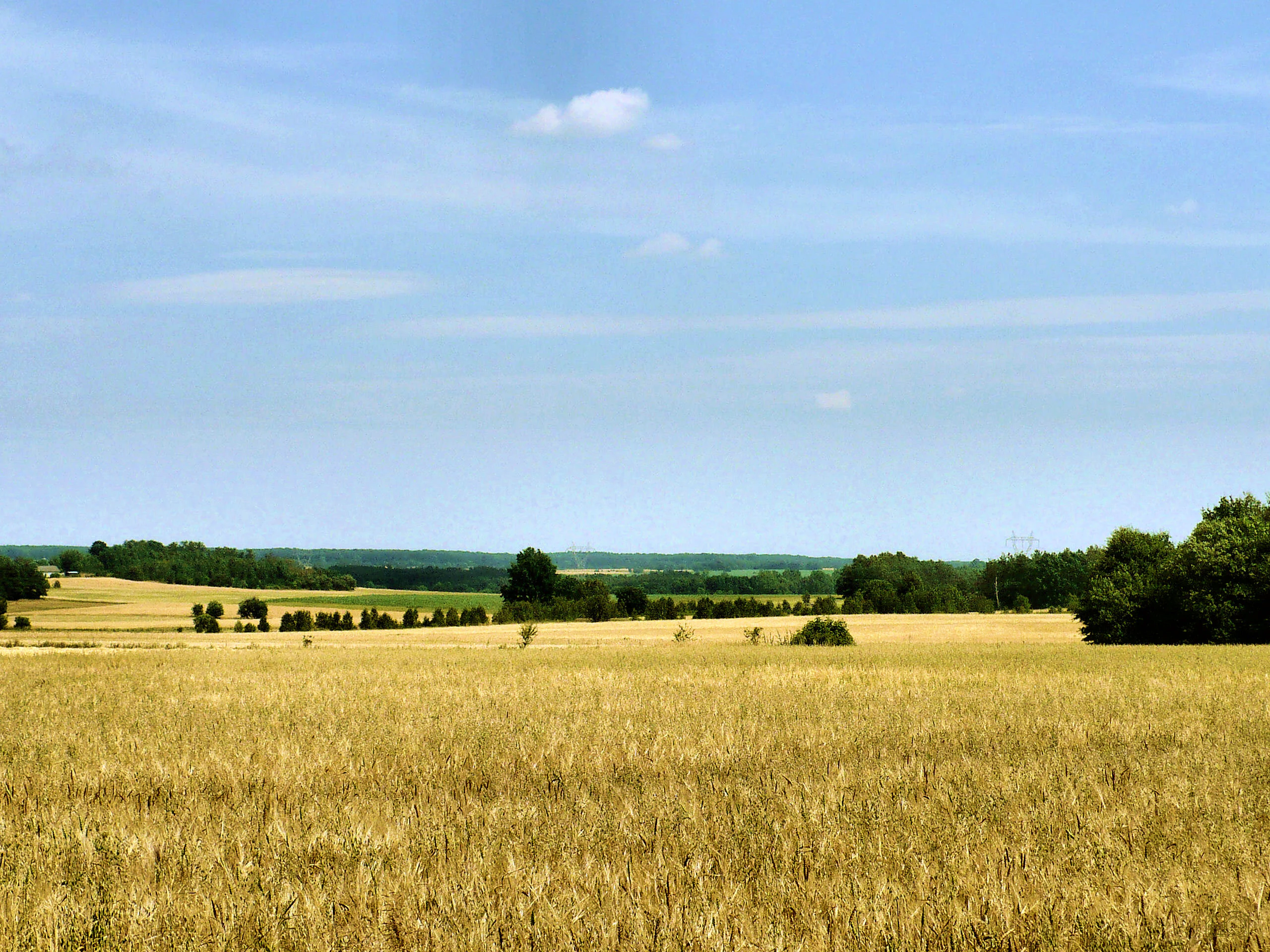 Una vista amplia, a nivel de los ojos, de campos dorados de trigo o cereales en el centro de Polonia bajo un cielo brillante y parcialmente nublado.