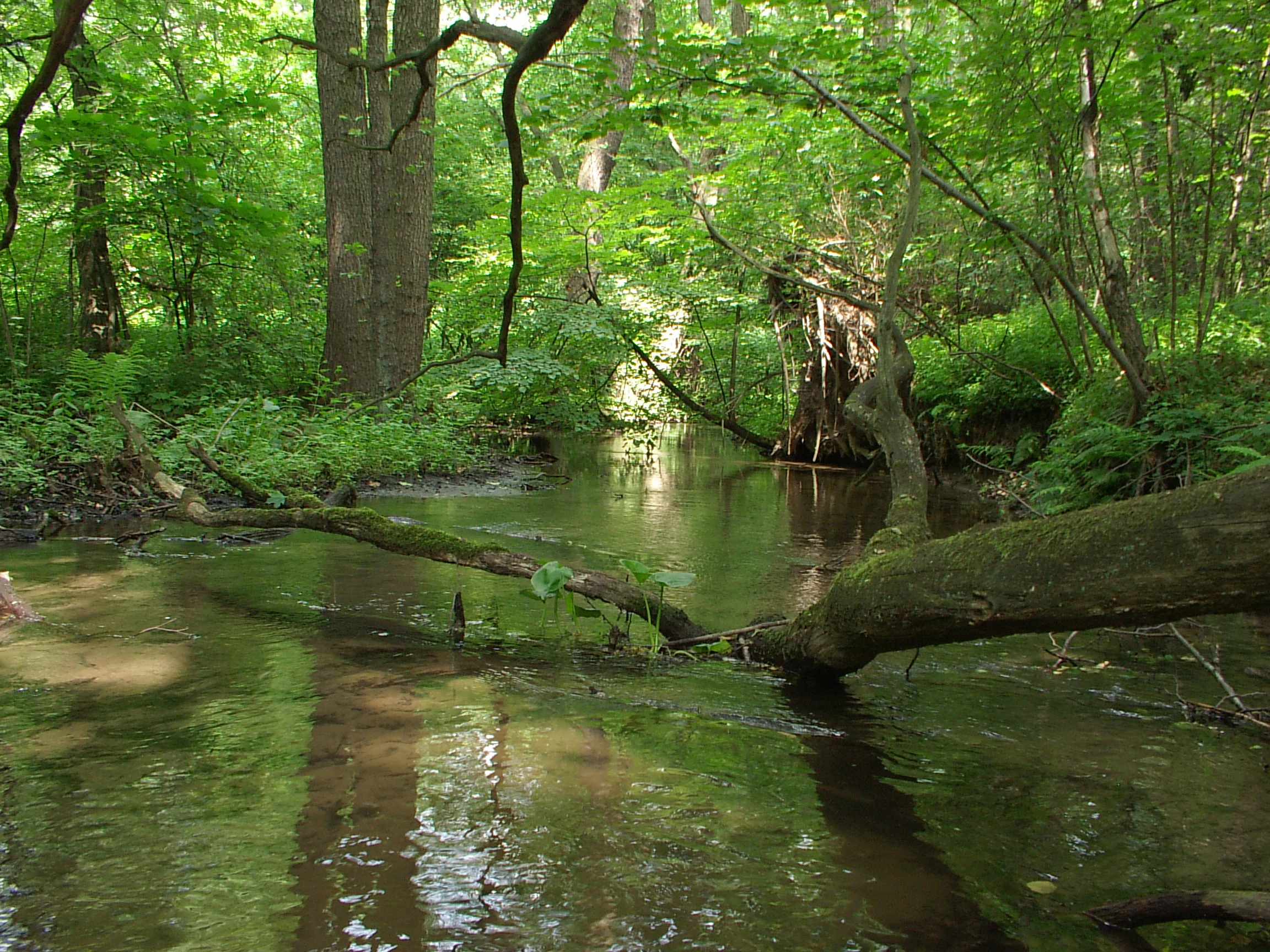 Un arroyo de corriente lenta serpentea a través de un denso bosque verde, con un tronco de árbol caído descansando horizontalmente sobre el agua.