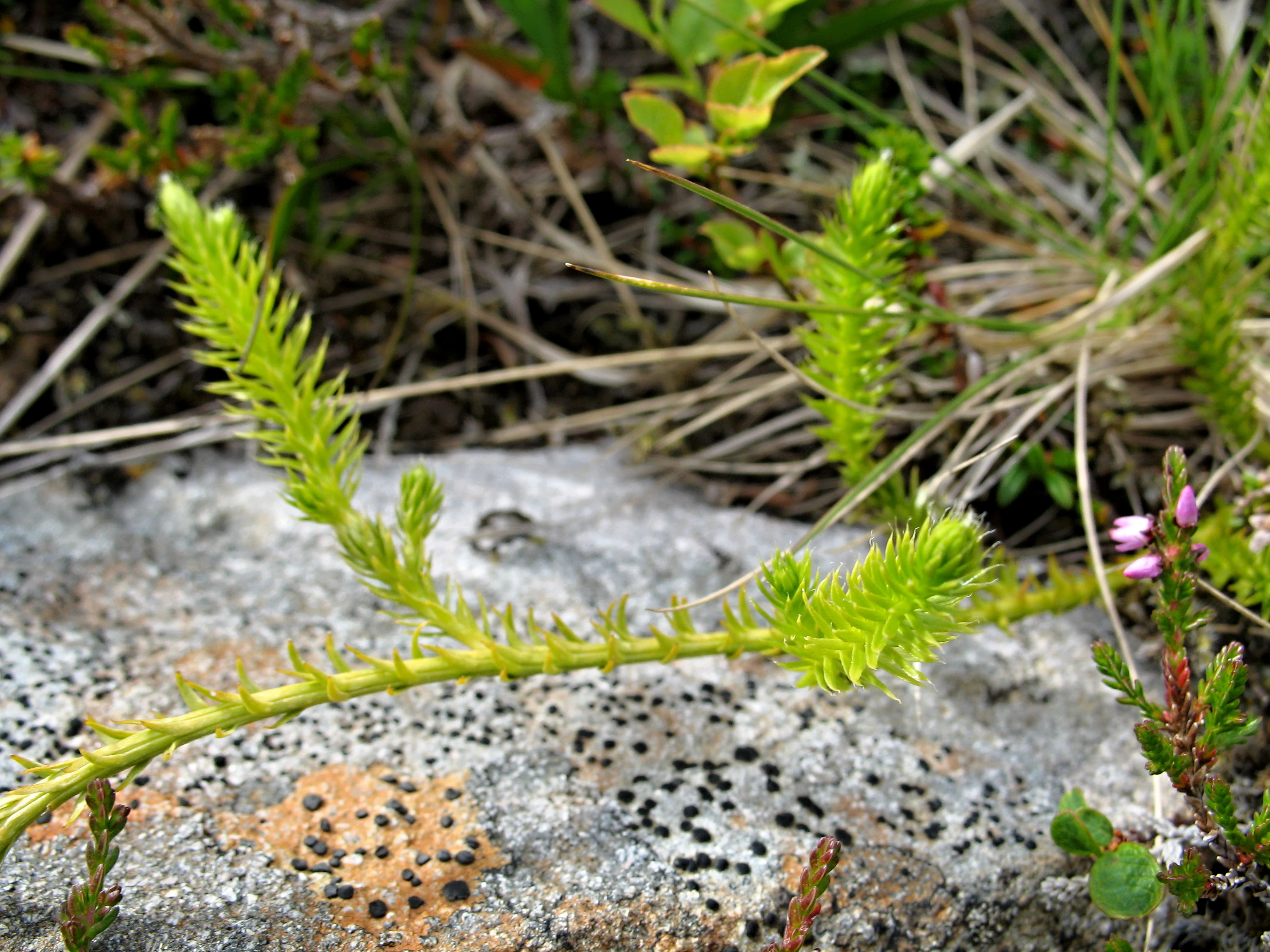 Close-up view of green moss-like vegetation growing on a rock with lichen, surrounded by grass and small plants