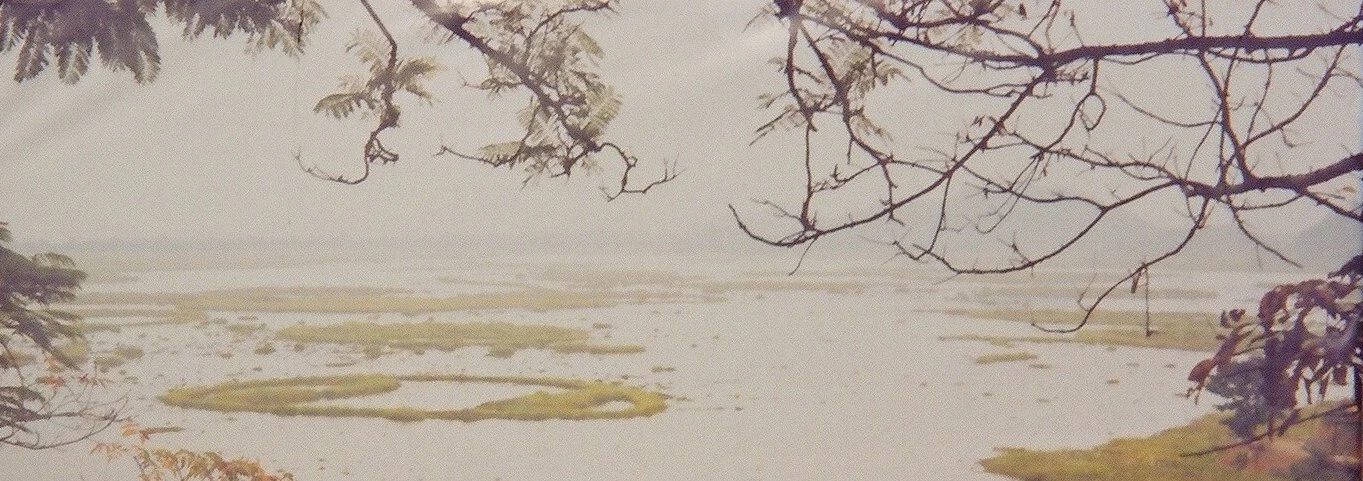 A panoramic landscape view of a vast, calm lake featuring numerous floating islands of vegetation, framed by overhanging tree branches in the foreground.