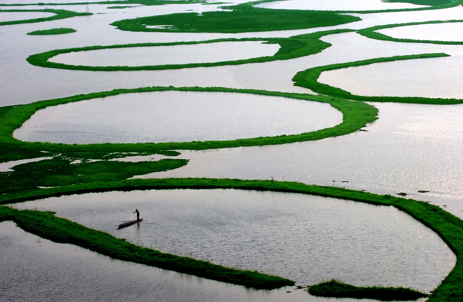 An aerial-style view of Loktak Lake featuring many large, circular patches of bright green floating vegetation, or phumdis, with a small boat carrying a person in one of the open water sections.