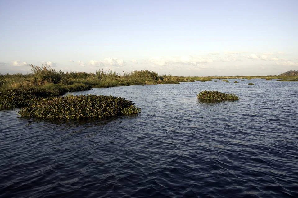 A wide view of Loktak Lake featuring floating vegetation islands known as phumdis scattered across the open water with a low horizon and soft sky.