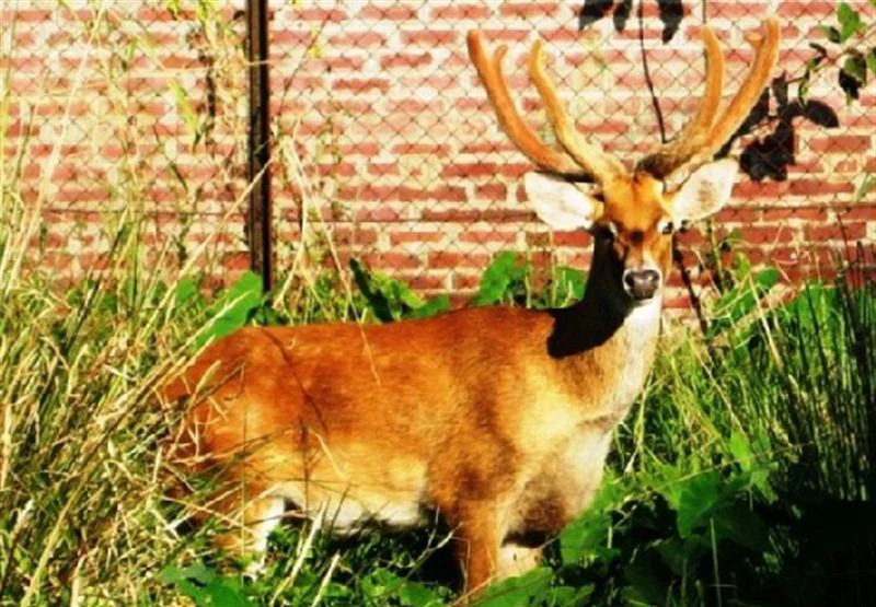 A Sangai deer with distinctive branching antlers stands in tall grass in front of a brick wall and wire fence.