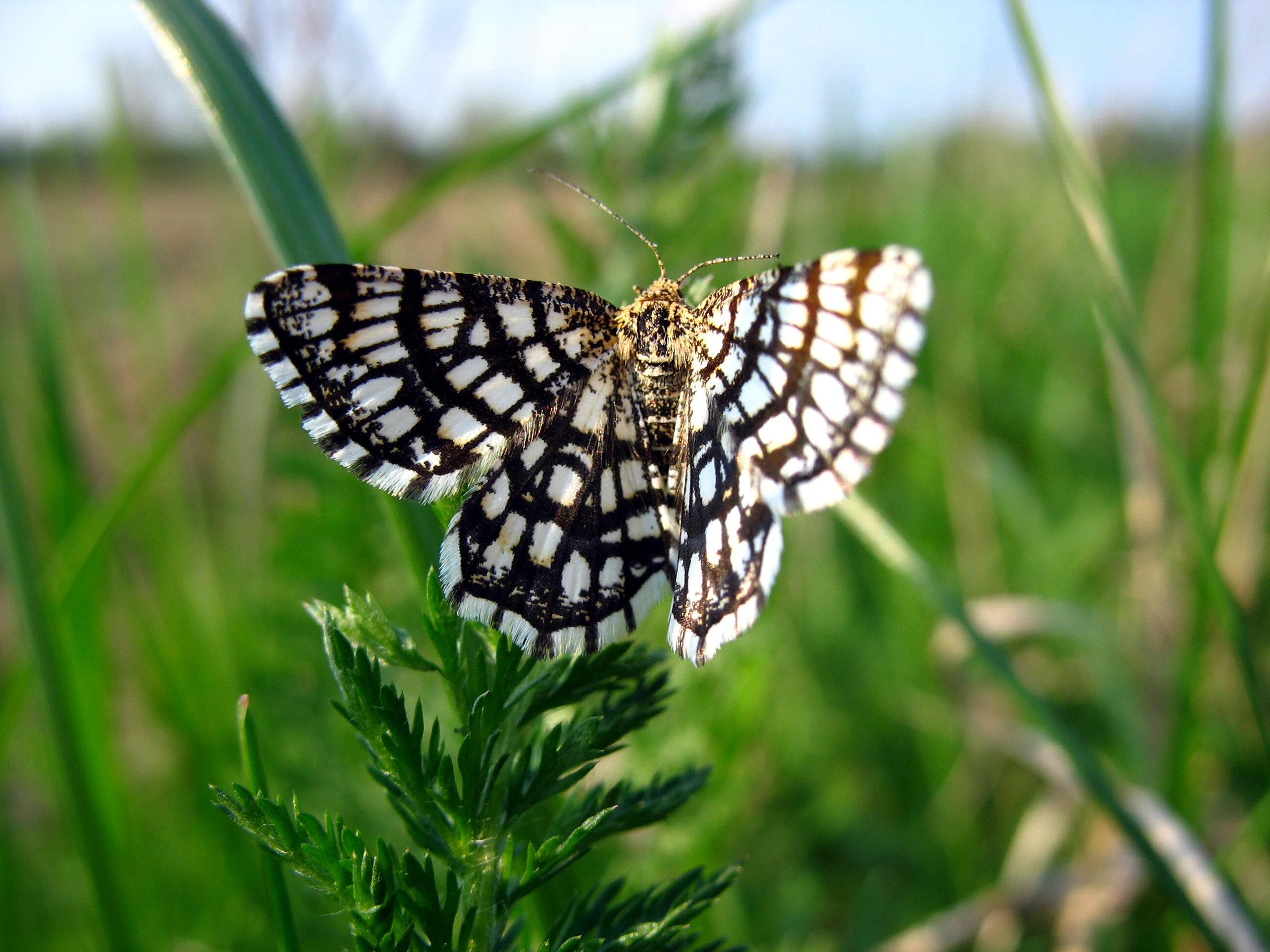 Black and white patterned butterfly perched on a green leafy plant with grassy field background.