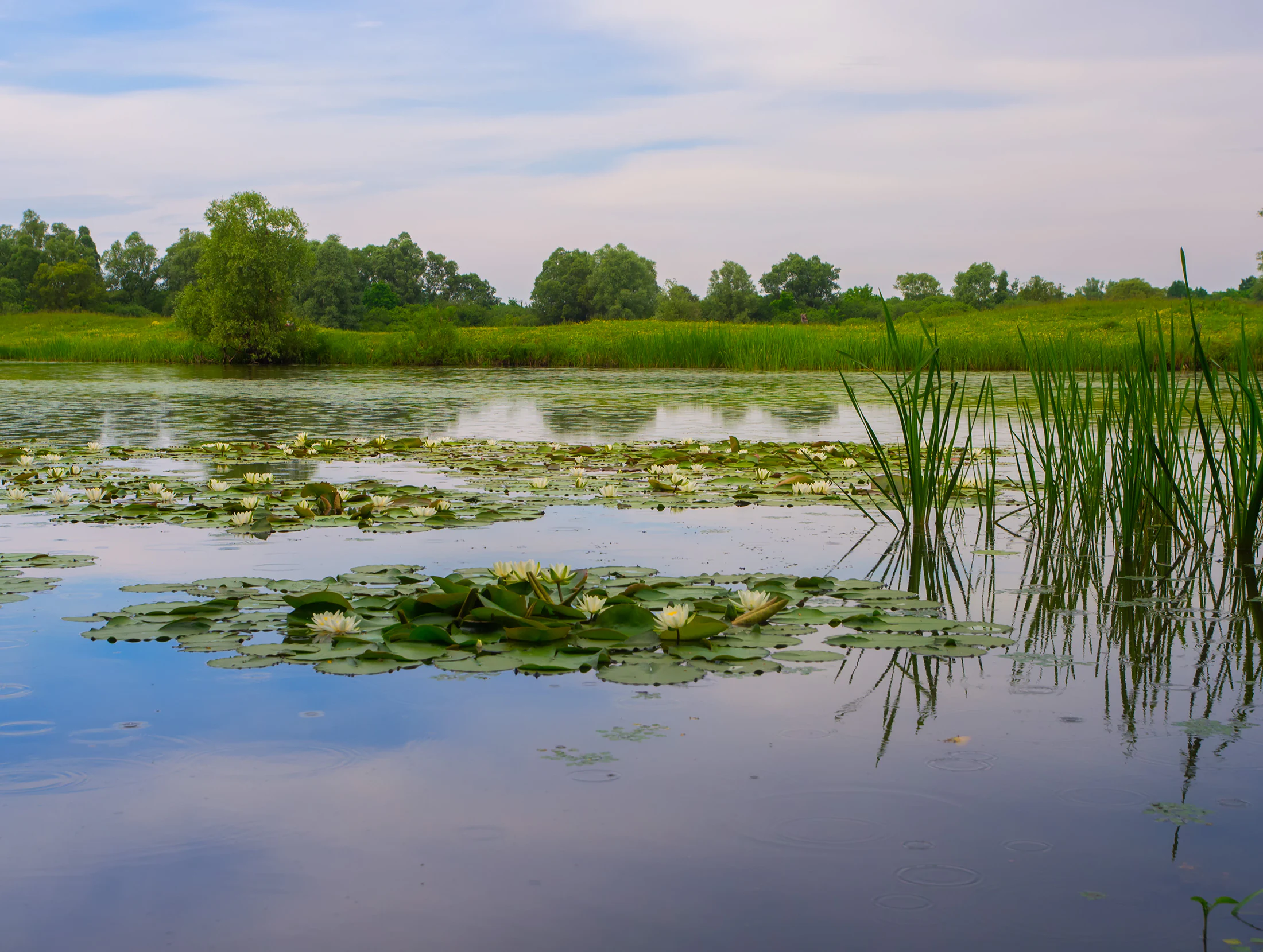 Water lilies and reeds in a flooded wetland reflecting trees and sky