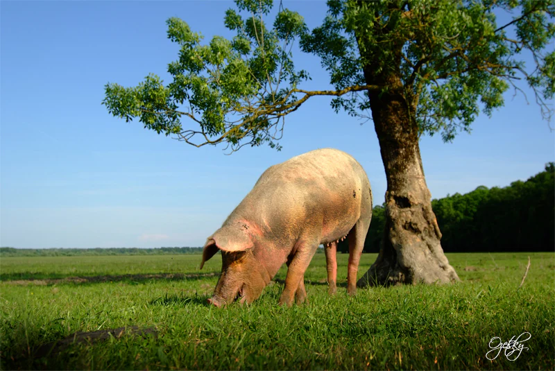 Pig grazing in grassy field under tree with clear blue sky