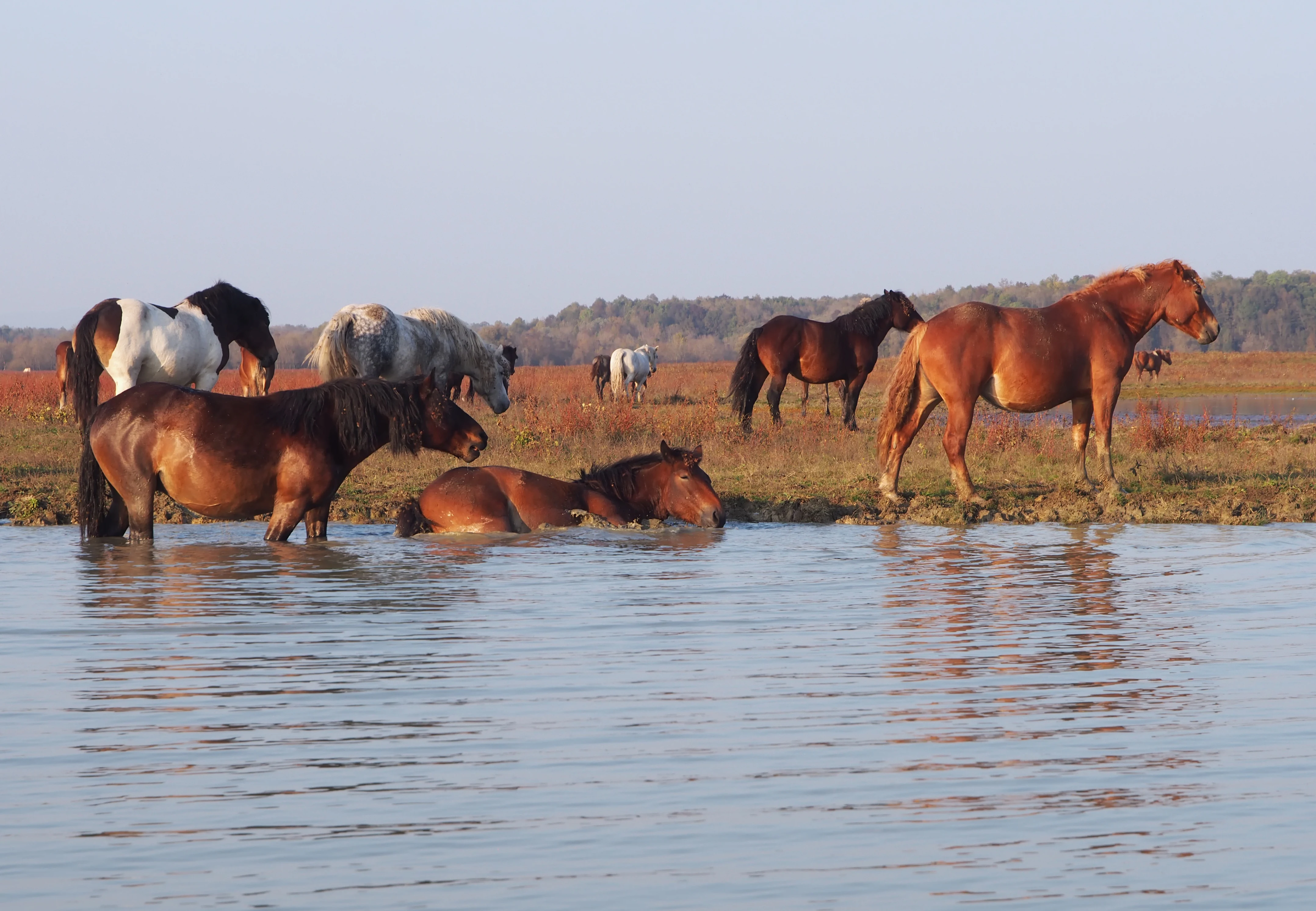 Horses of various colors grazing in shallow water with grassy landscape in background