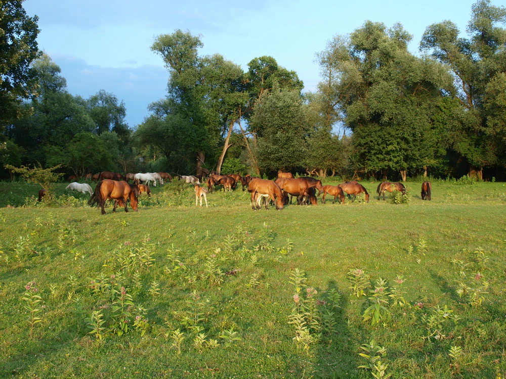 Group of horses grazing in a green meadow with trees in the background