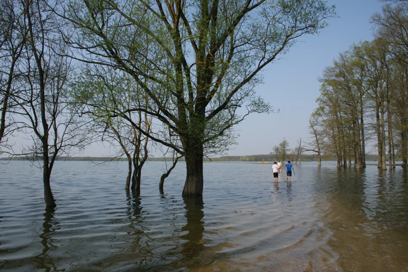 Two people walking through shallow water among partially submerged trees in a flooded landscape