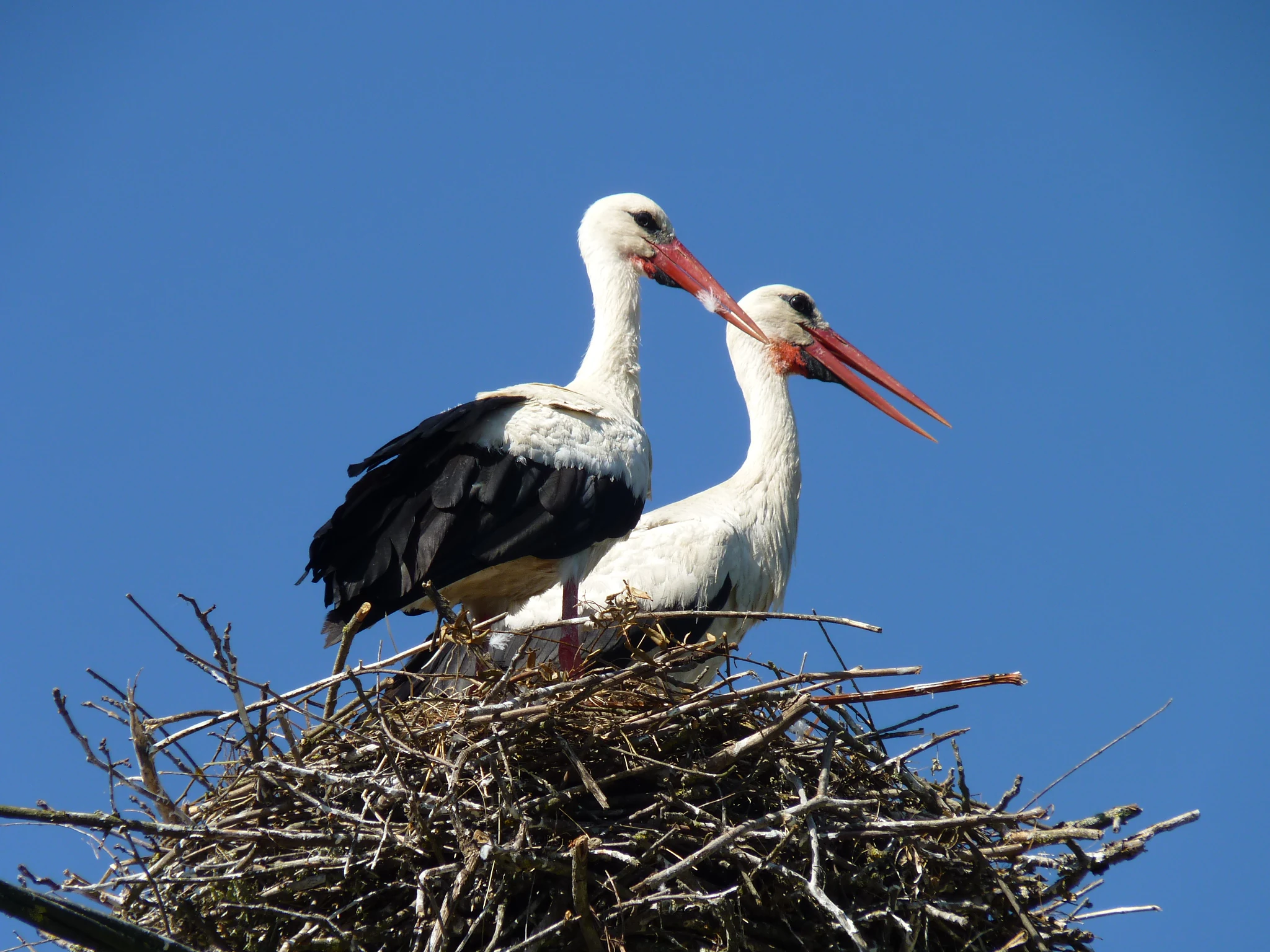 Two storks with white and black plumage and red beaks perched on a large nest against a clear blue sky
