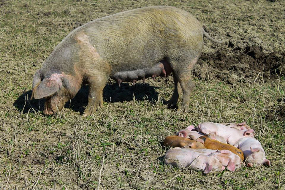 A mother wild boar and several piglets lying on grass in an open field