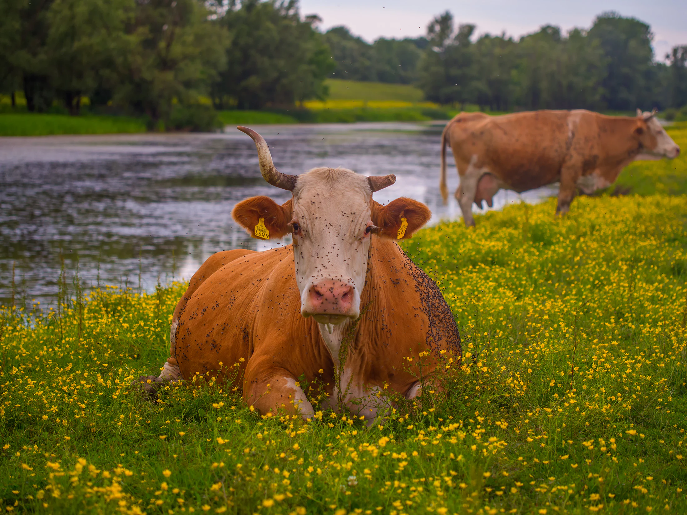 Brown cow with yellow ear tags lying on green grass covered in yellow wildflowers, with a river and another cow in the background