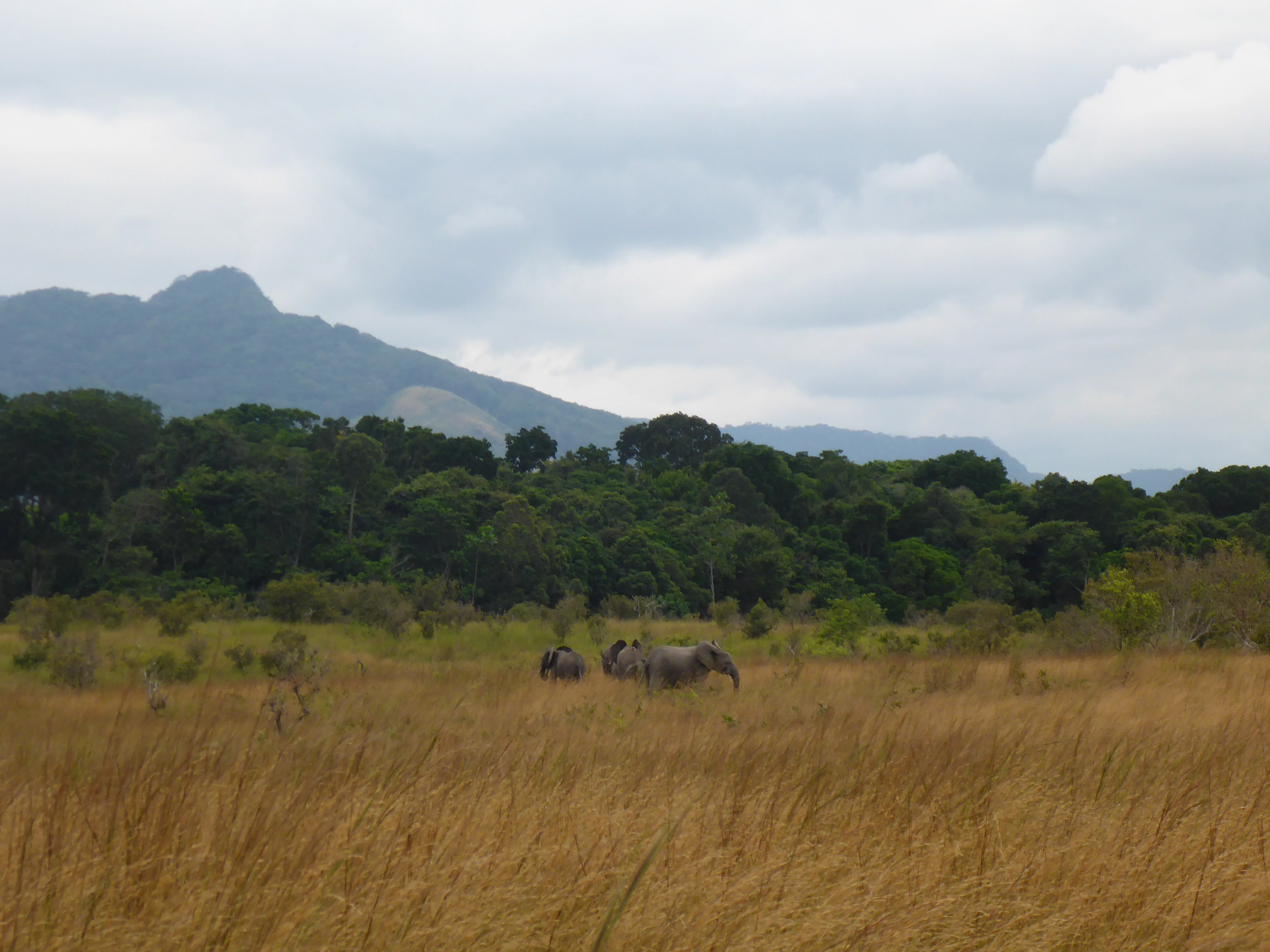 Elephants in a savannah landscape with tall grass, distant forest, and mountains under a cloudy sky
