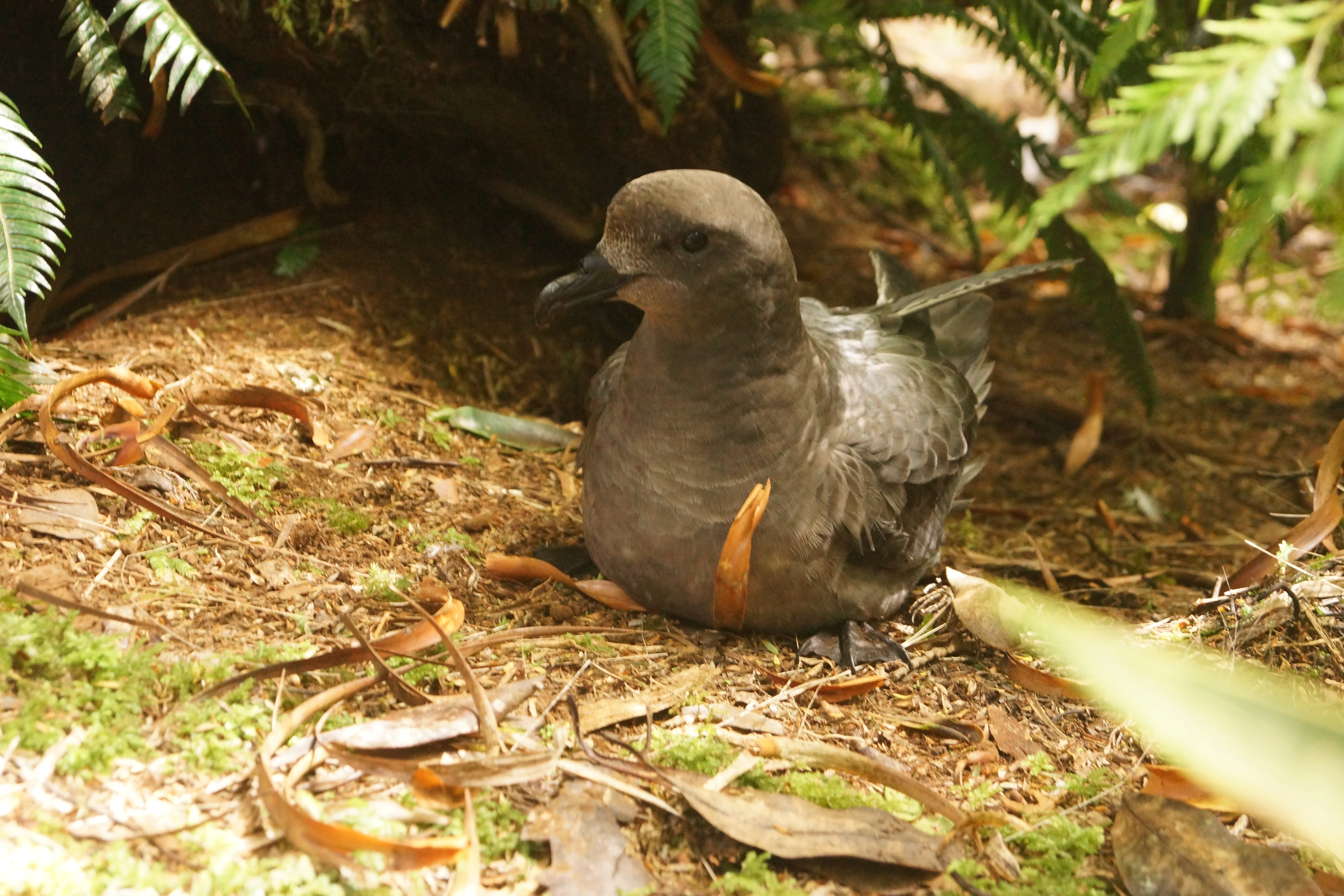 A medium-sized dark brown seabird with a stout beak sitting on the ground covered in dried leaves and moss beneath ferns.