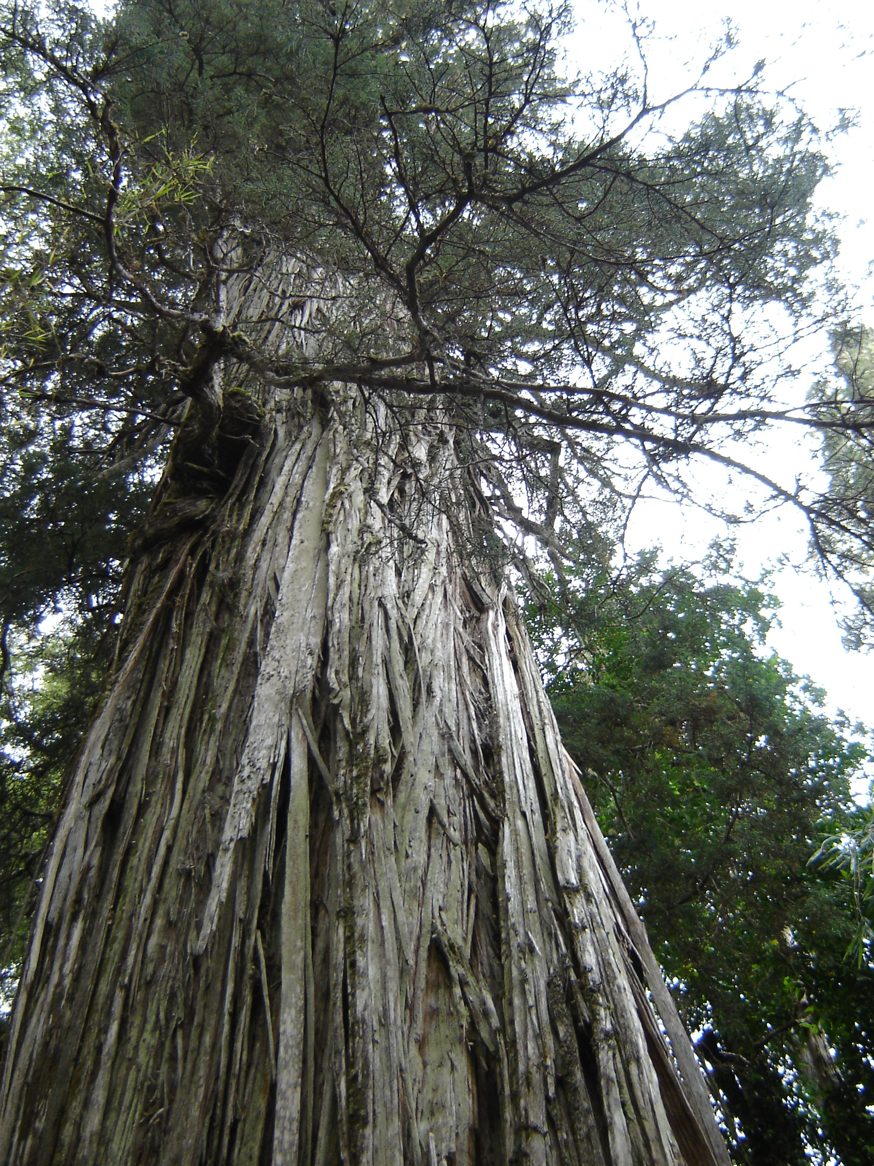 Tall tree with textured, peeling bark and green foliage in a forest setting