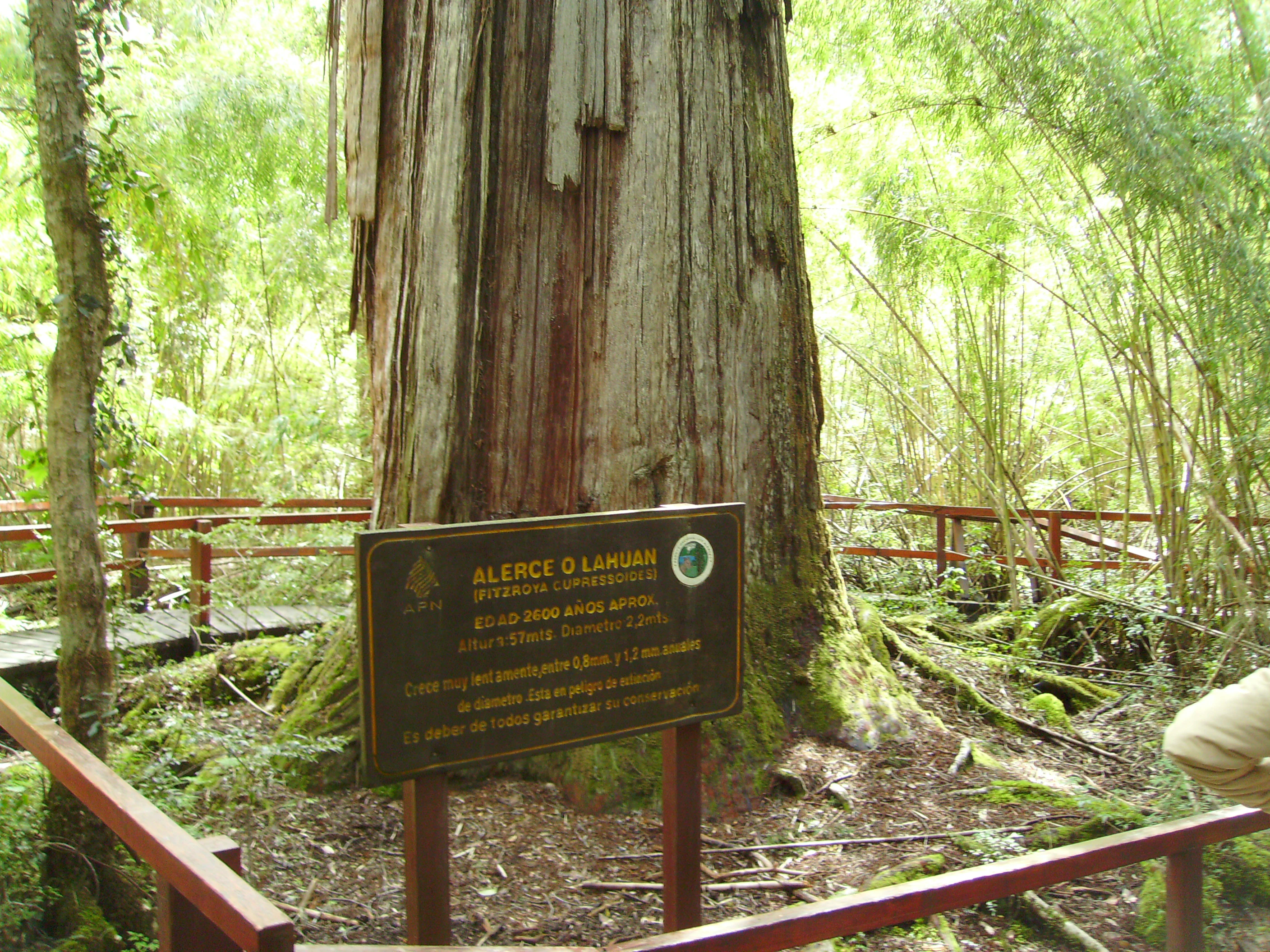 Informational sign reading 'Alerce o Lahuán' about a large tree trunk with weathered bark, surrounded by forest vegetation and red railings