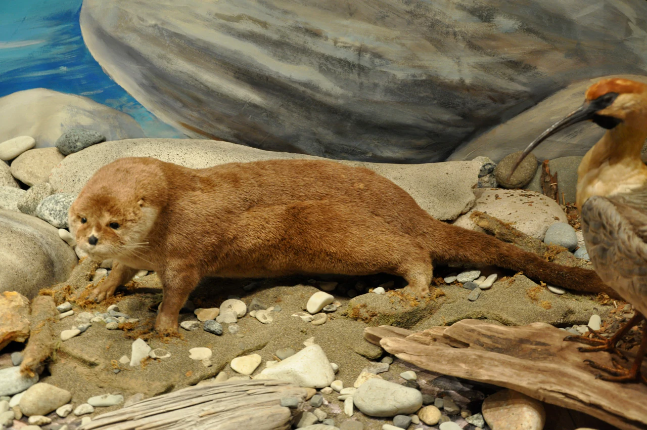 Taxidermied Southern River Otter on a rocky shore with pebbles and water in the background.
