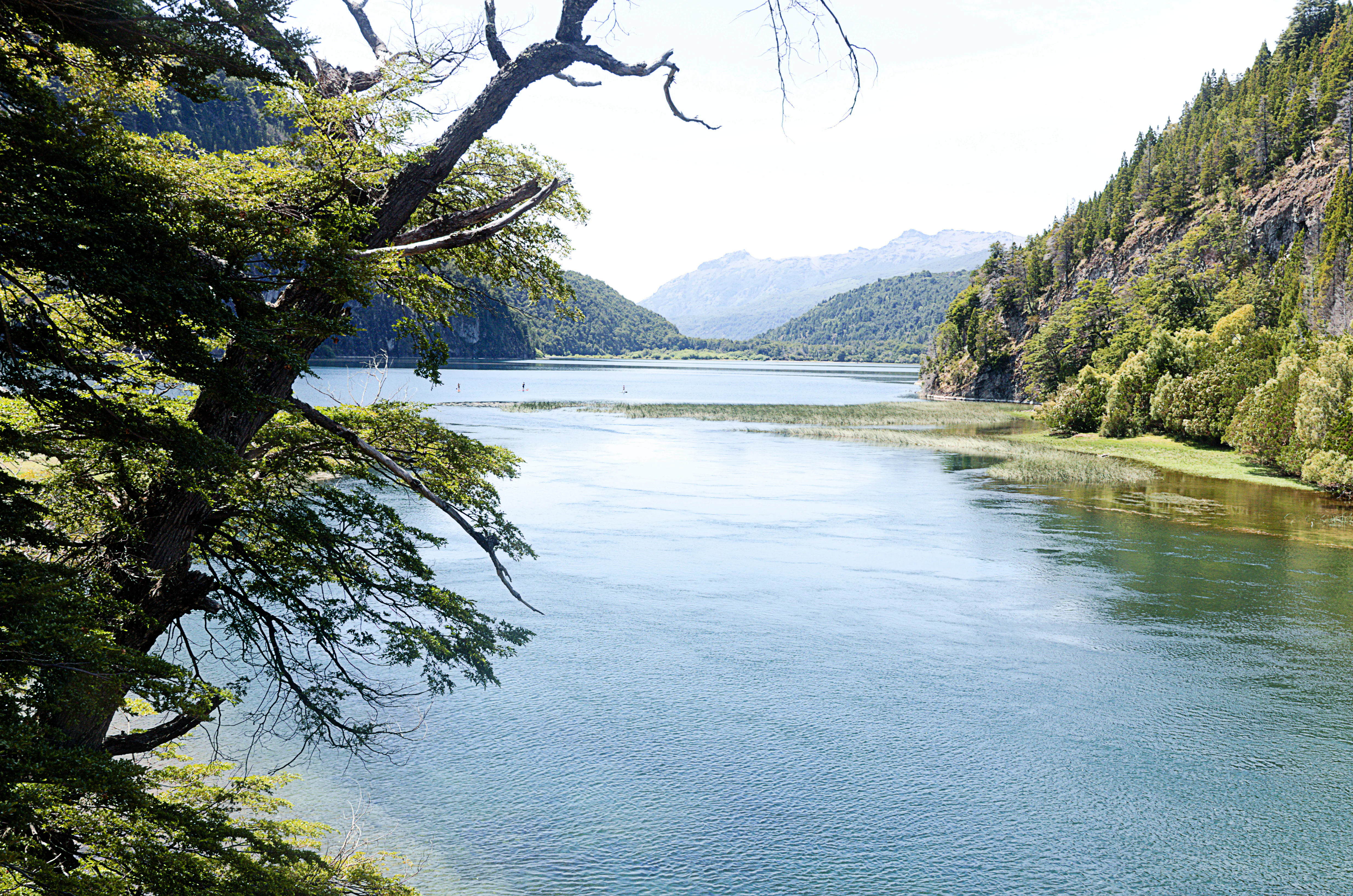 River flowing through lush green forest with mountains in the background