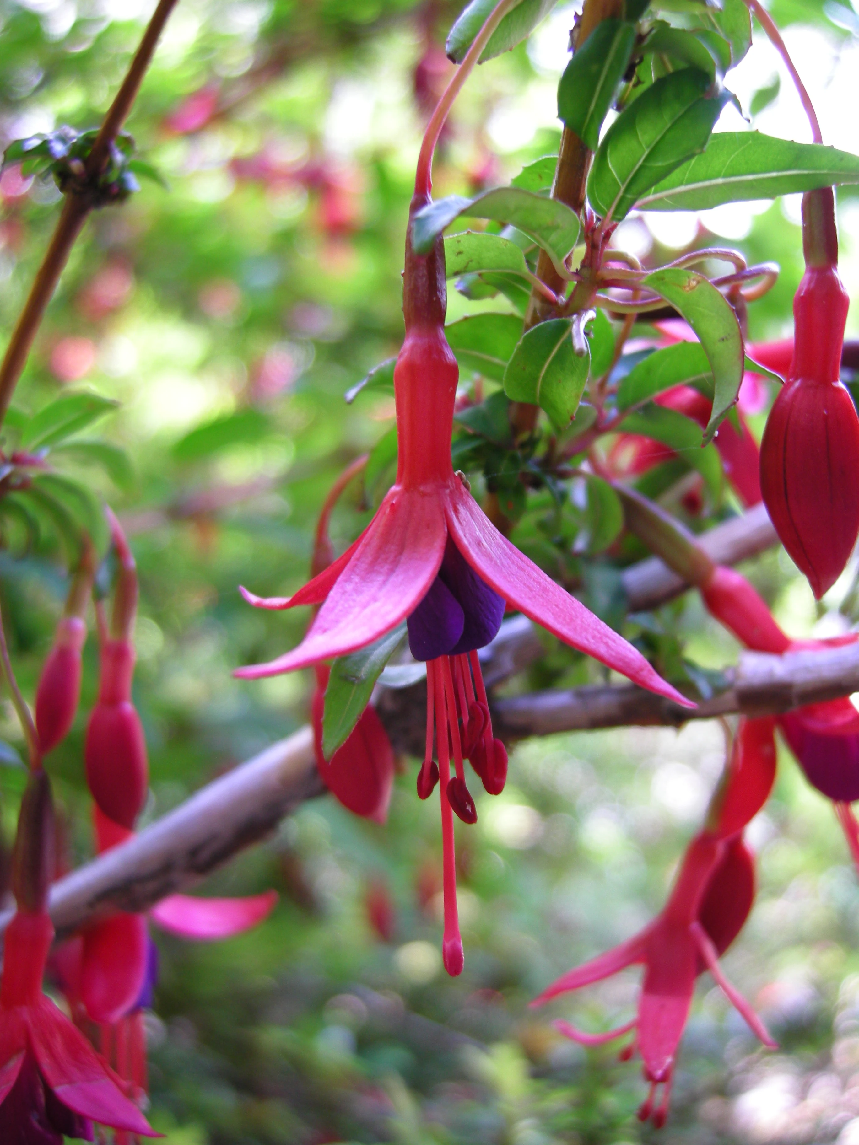 Close-up of red and purple Fuchsia magellanica flowers with green leaves on a branch