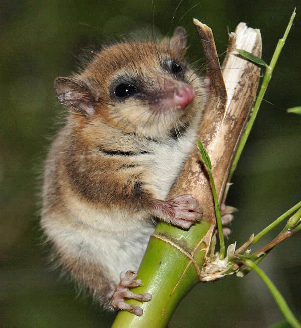 A small brown and white marsupial with large eyes clings to a green plant stem with a broken branch