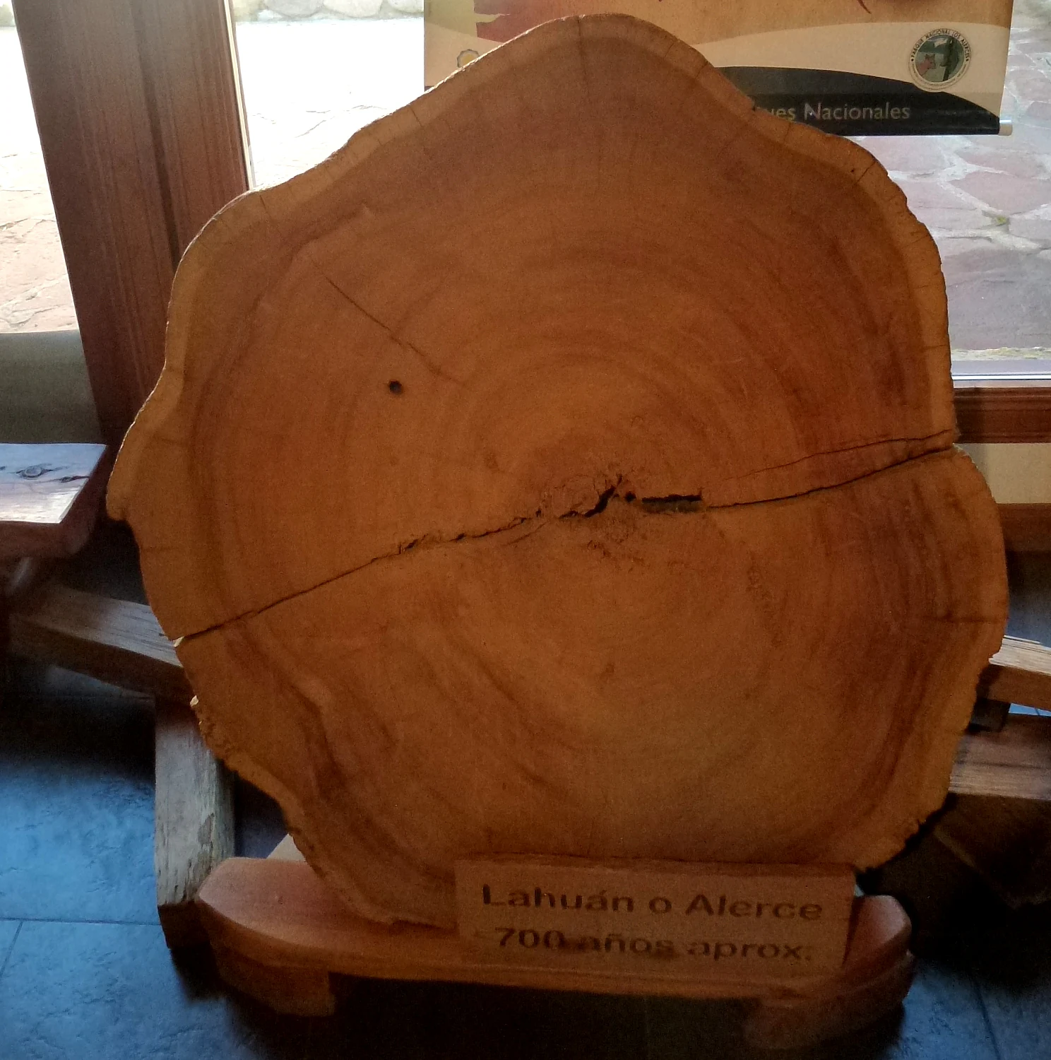 Close-up of a large alerce tree trunk cross-section on a wooden stand with a sign reading 'Lahuan o Alerce 700 años aprox.'
