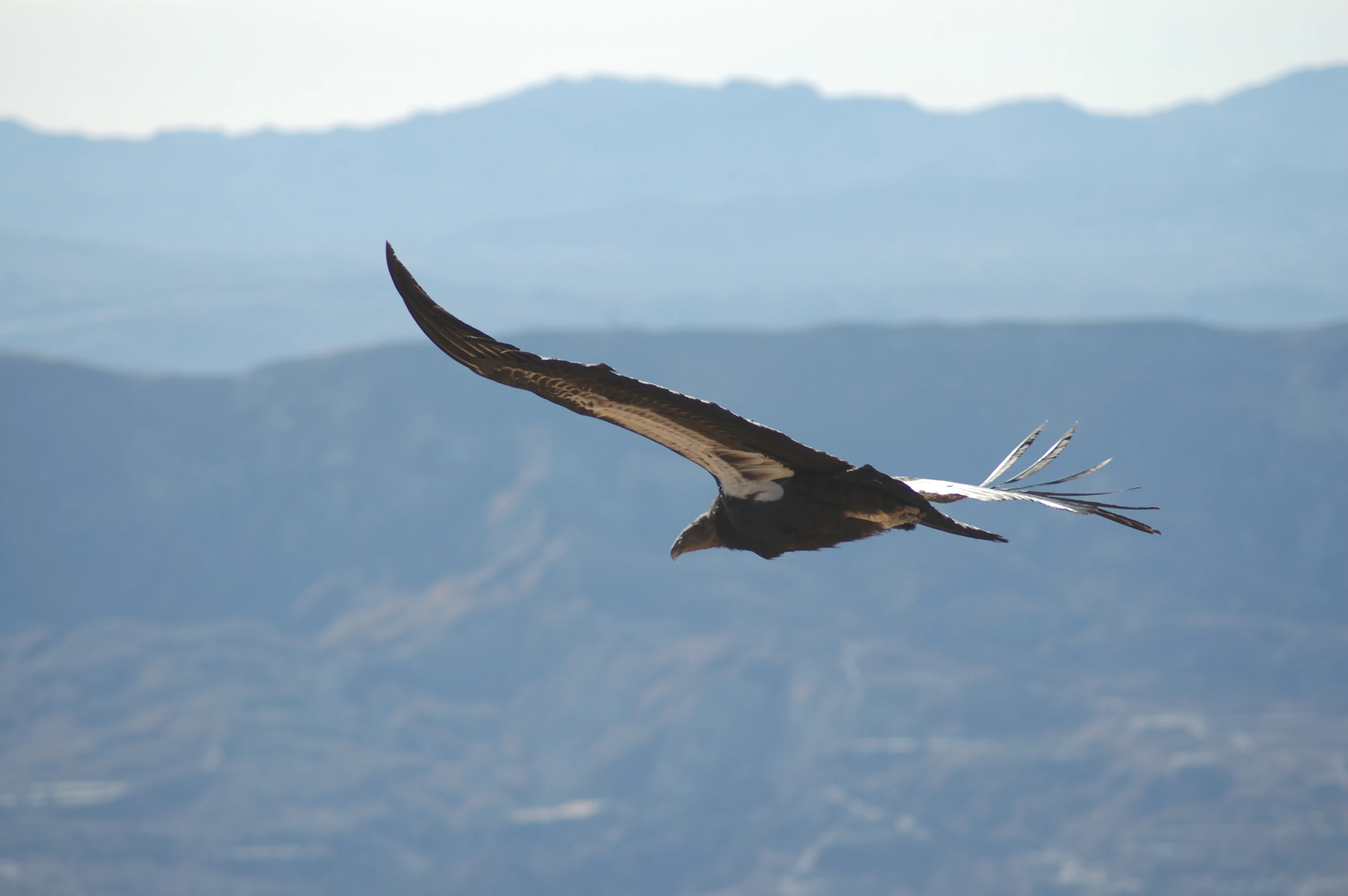 A large California condor with broad wings flying in profile against a backdrop of distant blue-tinted mountain ridges.