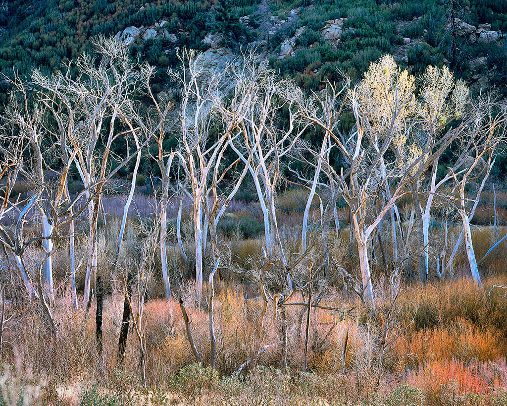 A group of bare, white-barked trees standing in a dry, brushy landscape with a forested hillside in the background.