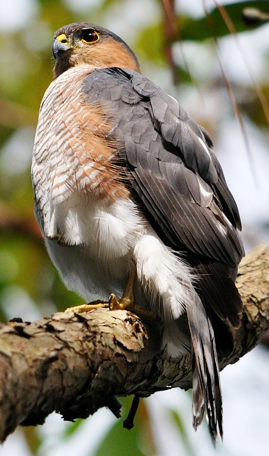 A close-up view of a Puerto Rican Sharp-shinned hawk with grey and white plumage perched on a rough tree branch.