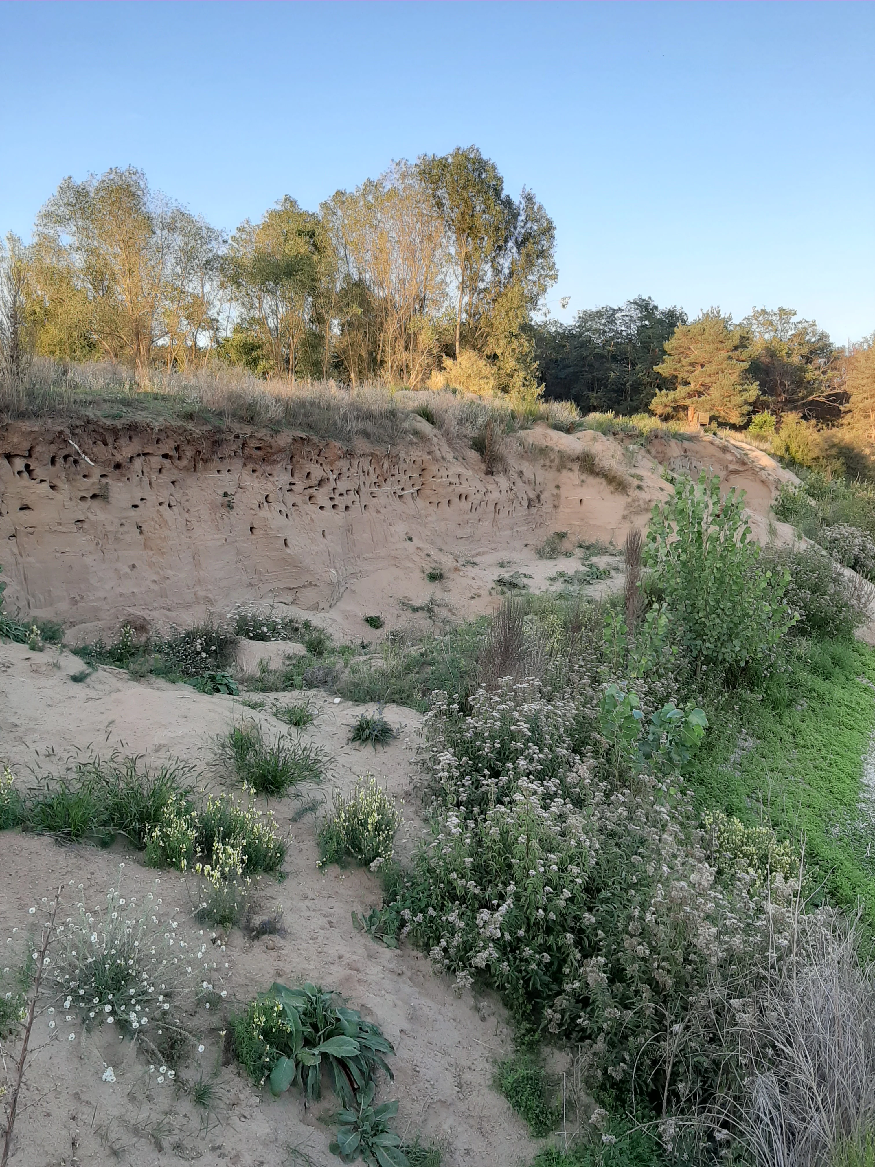 A sandy, eroded embankment at the edge of a nature preserve, featuring numerous small holes in the cliff face used for nesting, with trees and shrubs in the background.