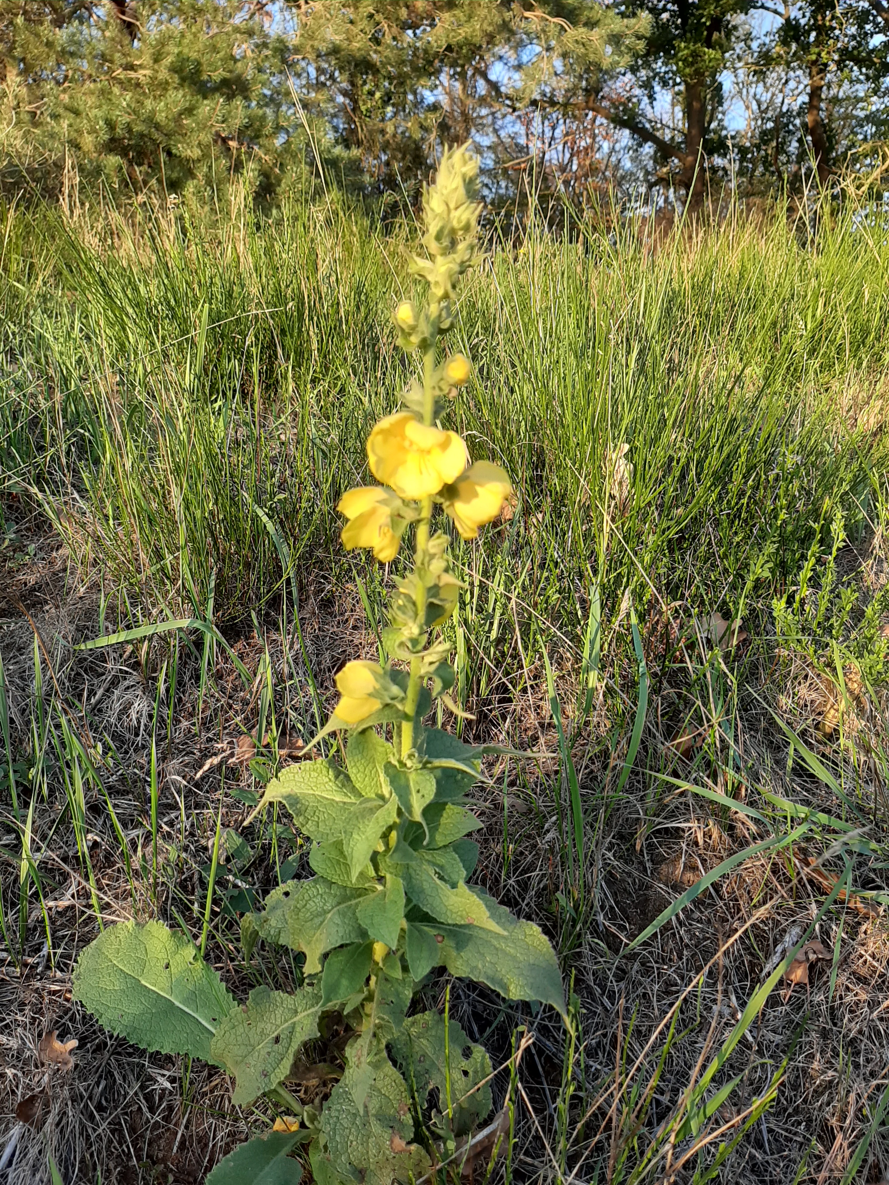 A close-up vertical shot of a tall yellow mullein flower, Verbascum, growing in a field of green grass with trees in the blurred background.