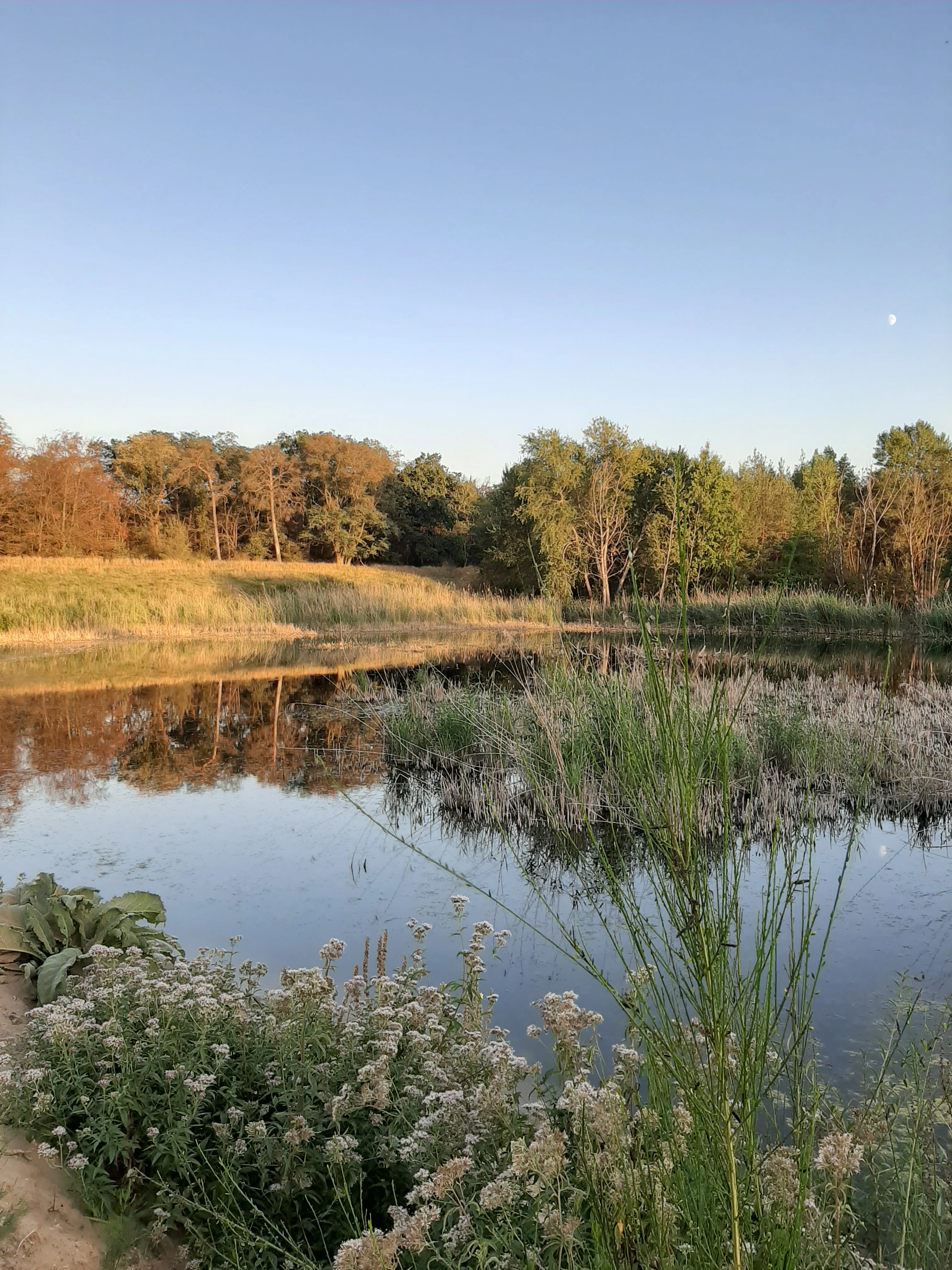 A peaceful wetland scene at the Löserbecken in Weiterstadt with calm water reflecting the surrounding trees, dense shoreline grasses, and wildflowers in the foreground under a clear sky.