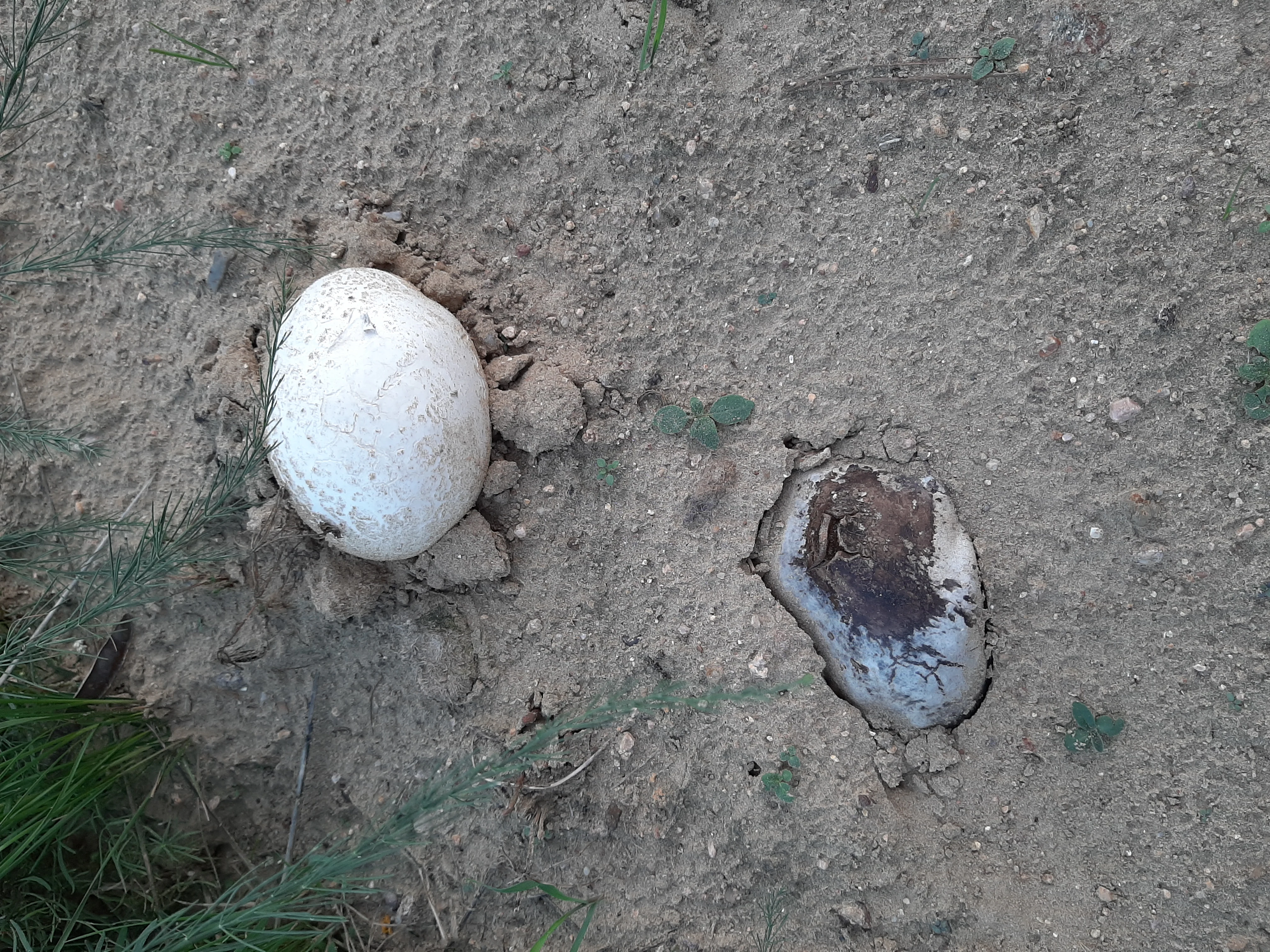 Two puffball mushrooms growing out of dry, light-colored sandy soil; one is round and white, the other is partially degraded and brownish.