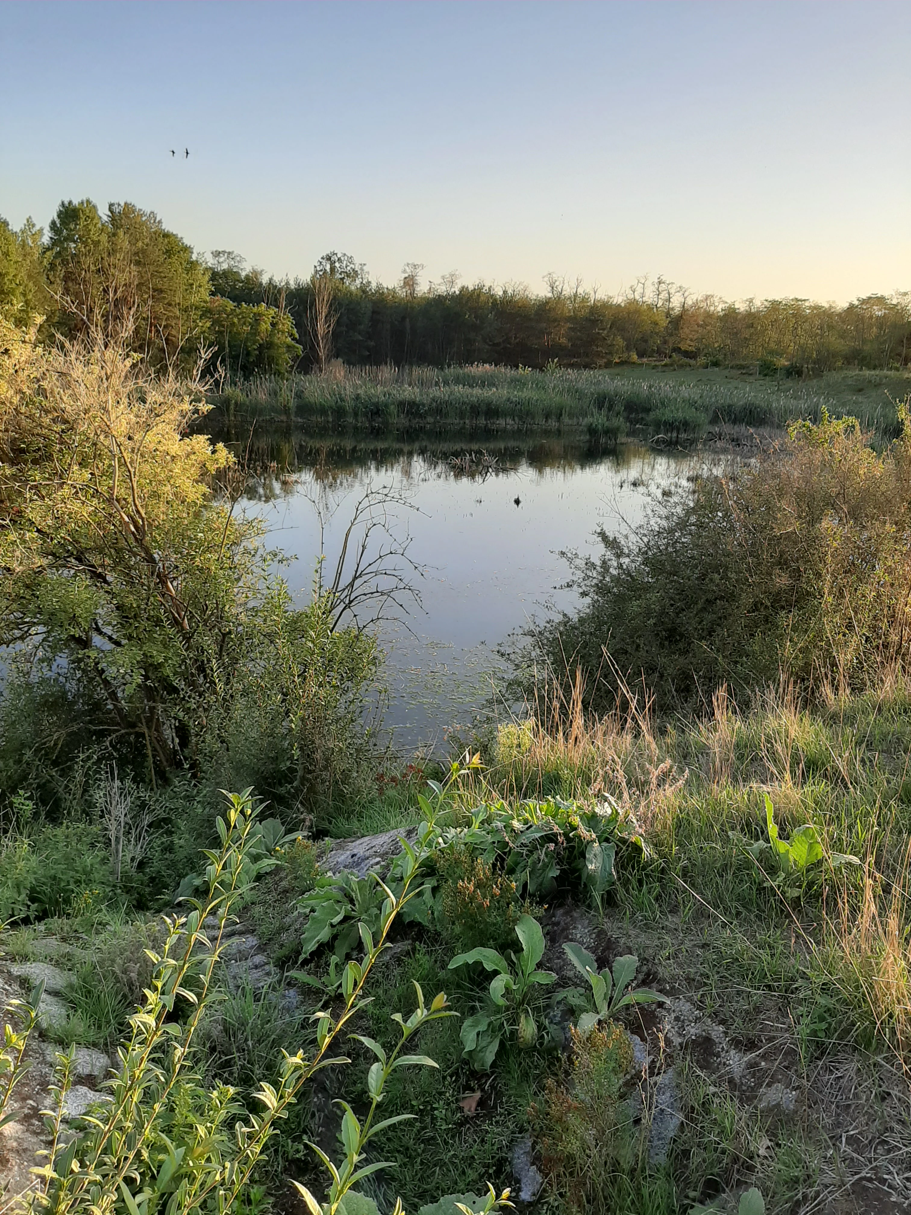 A peaceful pond surrounded by trees and tall grasses under a clear evening sky.
