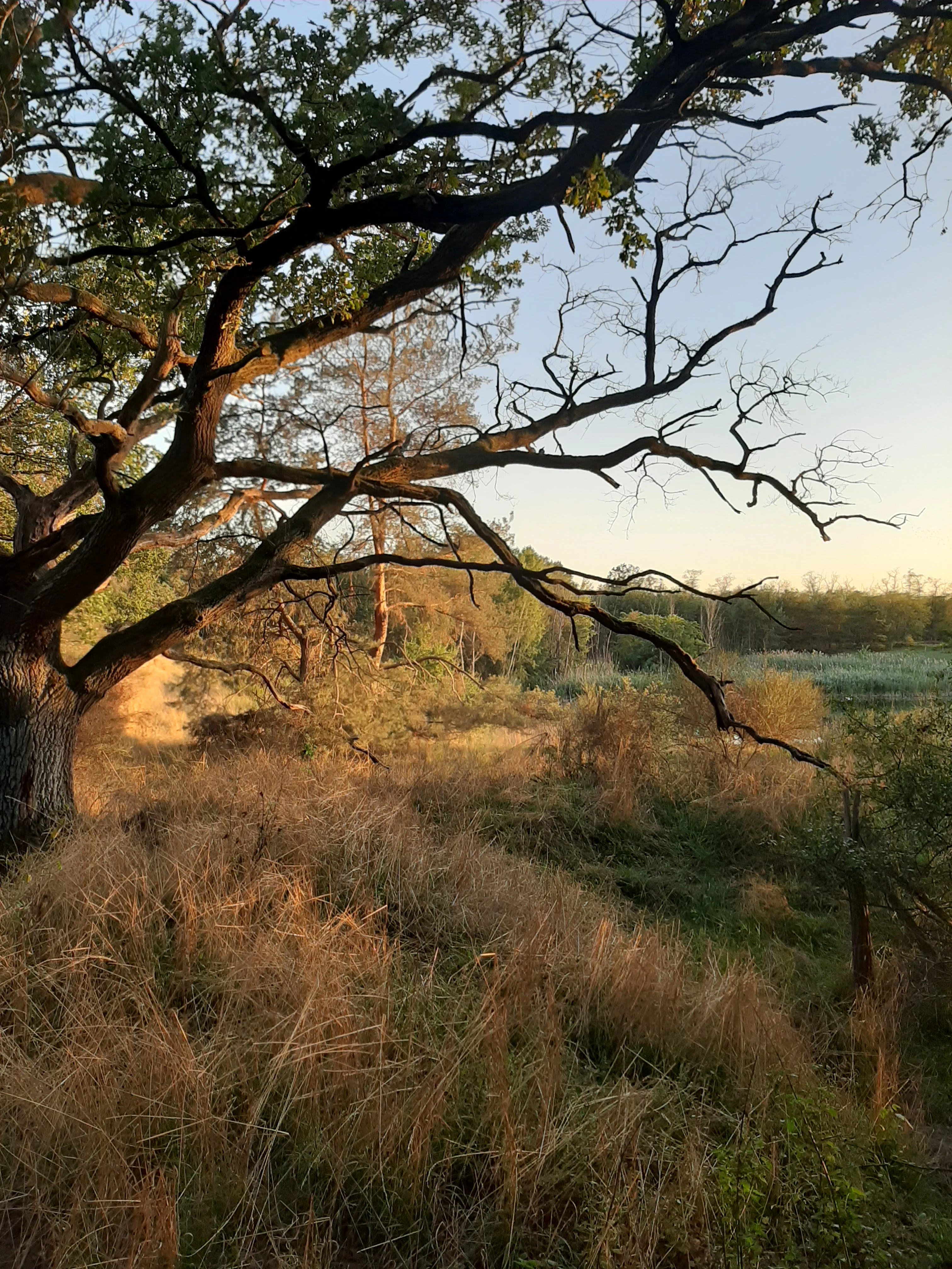 A large, partially bare tree with gnarled branches in the foreground, overlooking a field of golden-brown dry grasses during late afternoon, with a forested edge in the background.