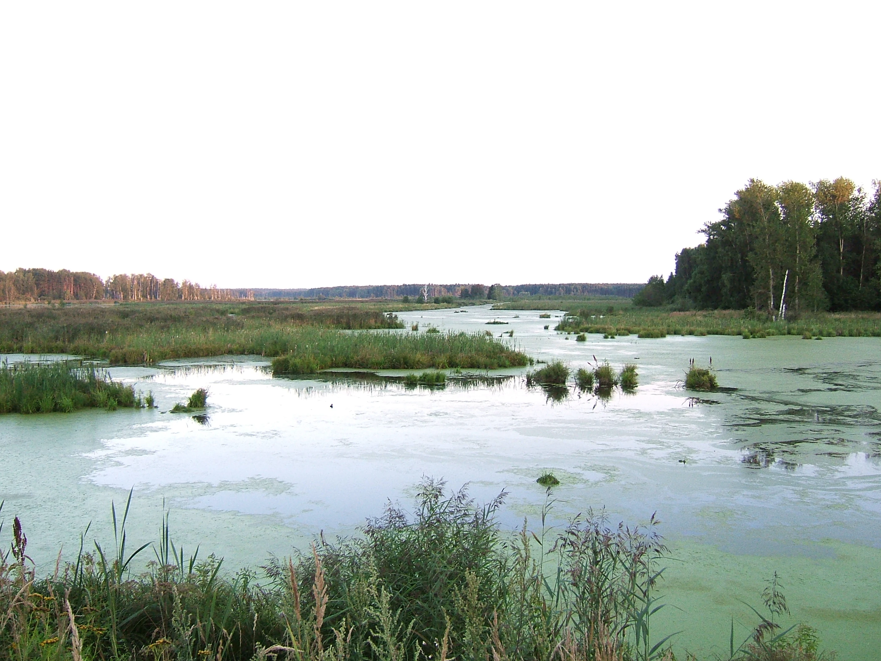 Plano general de un humedal pantanoso con agua verdosa cubierta de algas, rodeado de juncos y árboles en el fondo bajo un cielo nublado.