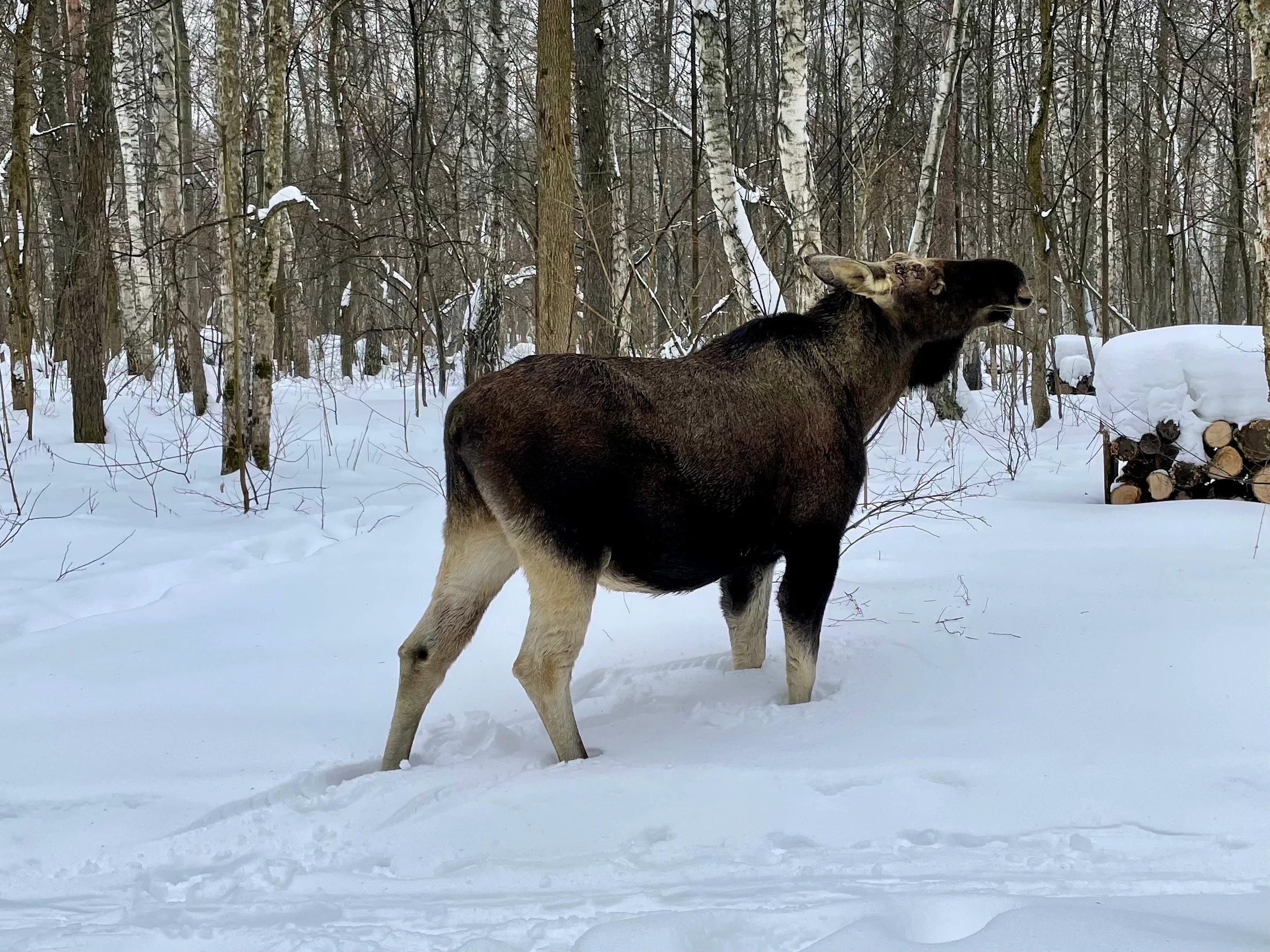 Un alce grande se encuentra de perfil en un bosque nevado con abedules y una pila de leña al fondo.