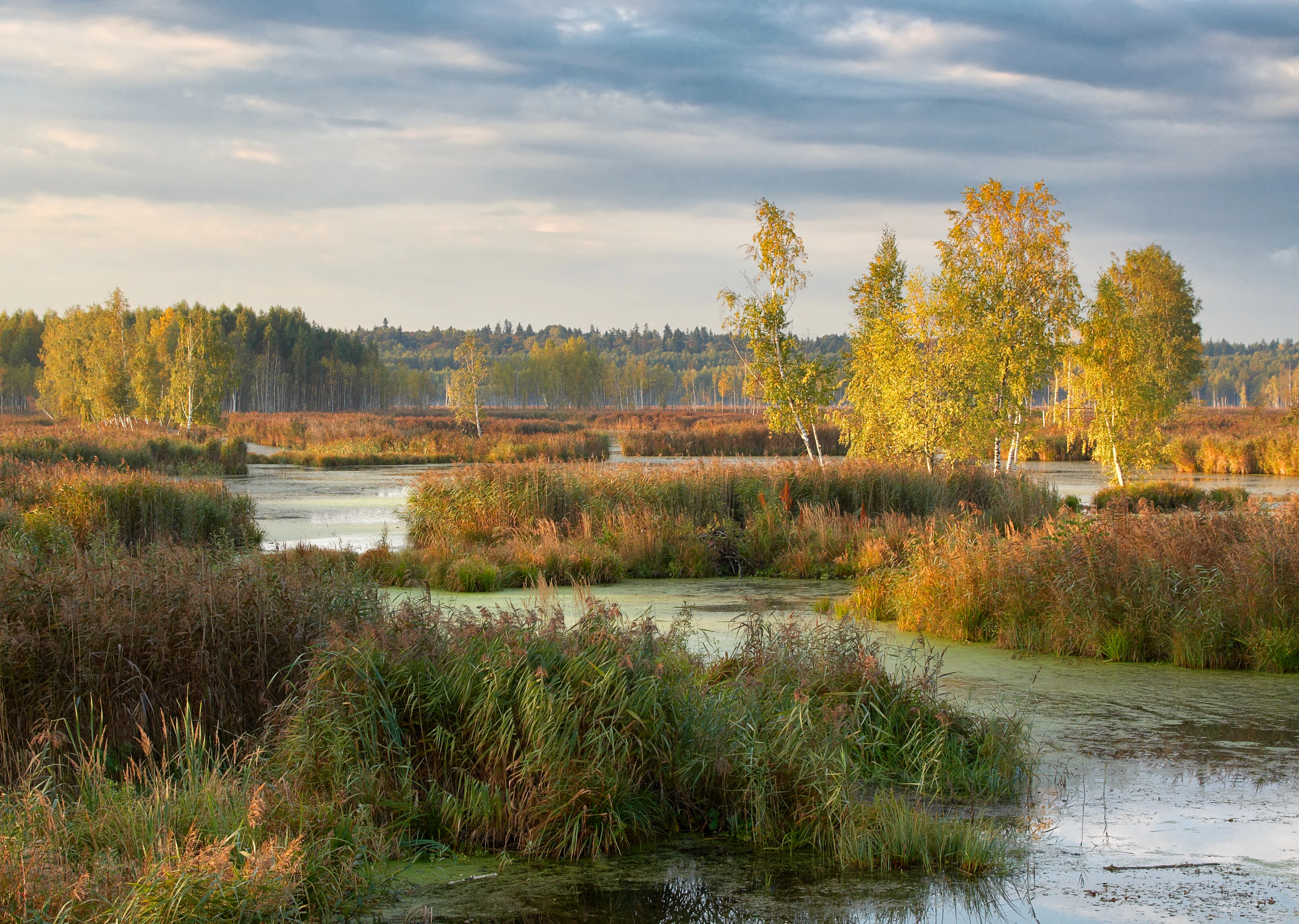 Wetland area with tall reeds, shallow water, and scattered birch trees under a partly cloudy sky