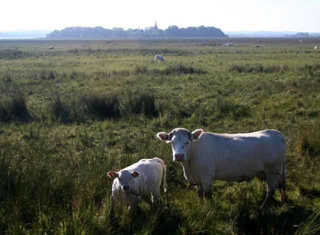Two light-colored cattle standing in a grassy meadow, with a low-lying island featuring a small church spire visible on the horizon.