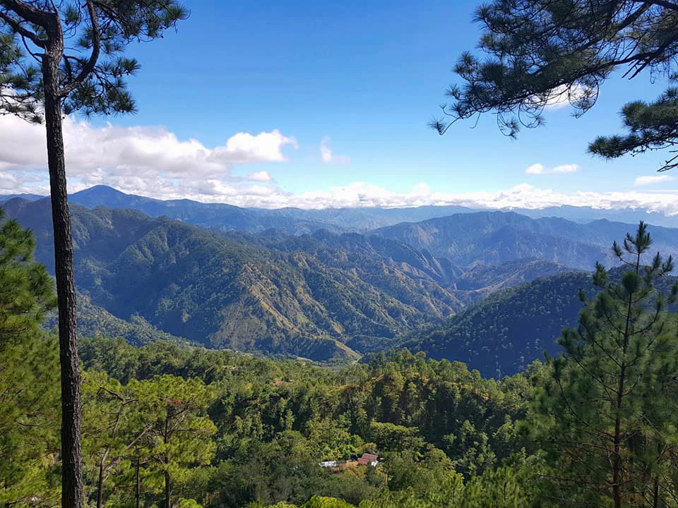 A wide view of deep green mountain ranges receding into the distance under a blue sky with scattered clouds, framed by pine trees in the foreground.