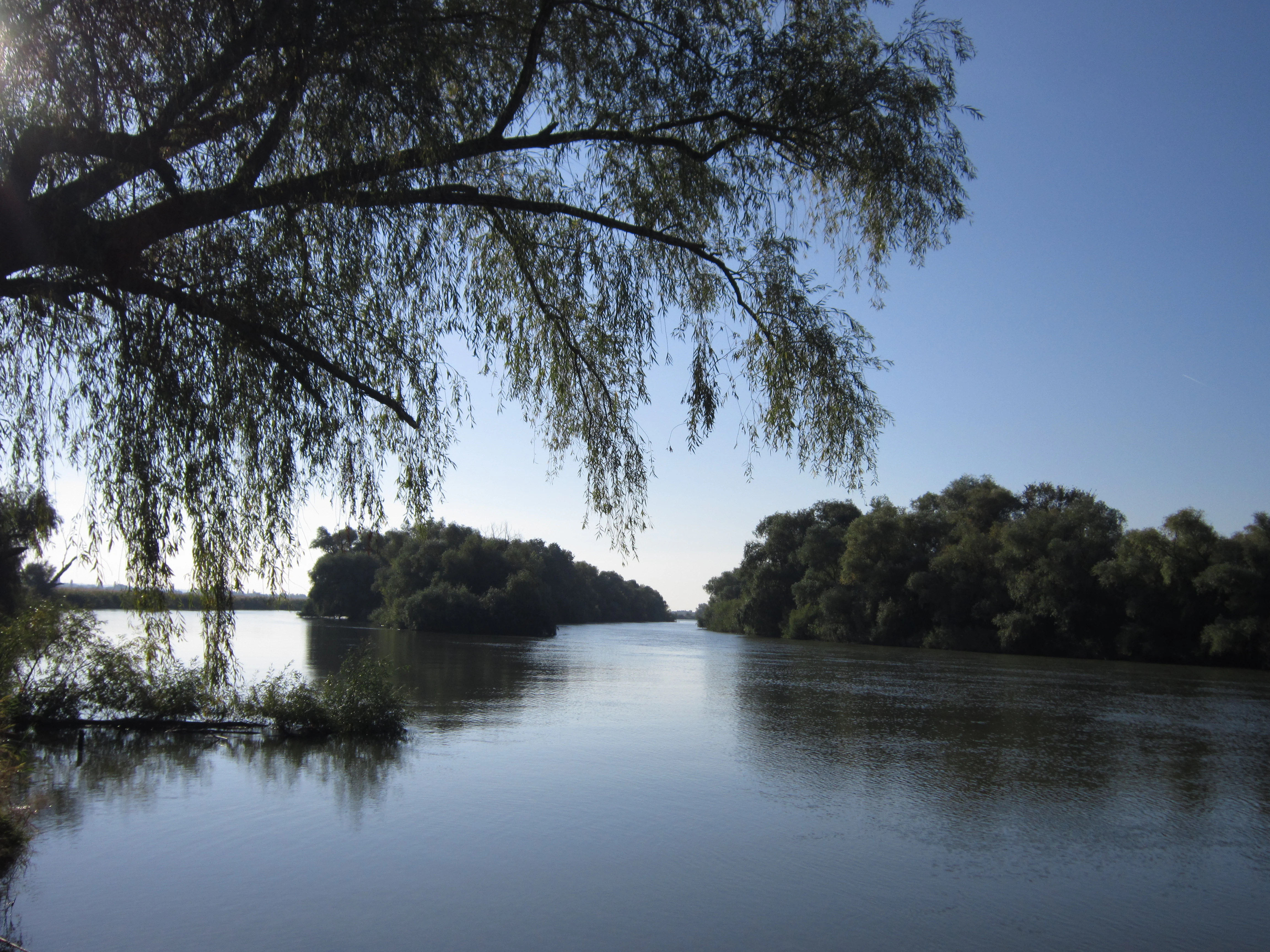 A calm river with trees lining both banks under a clear blue sky, with a large willow tree in the foreground